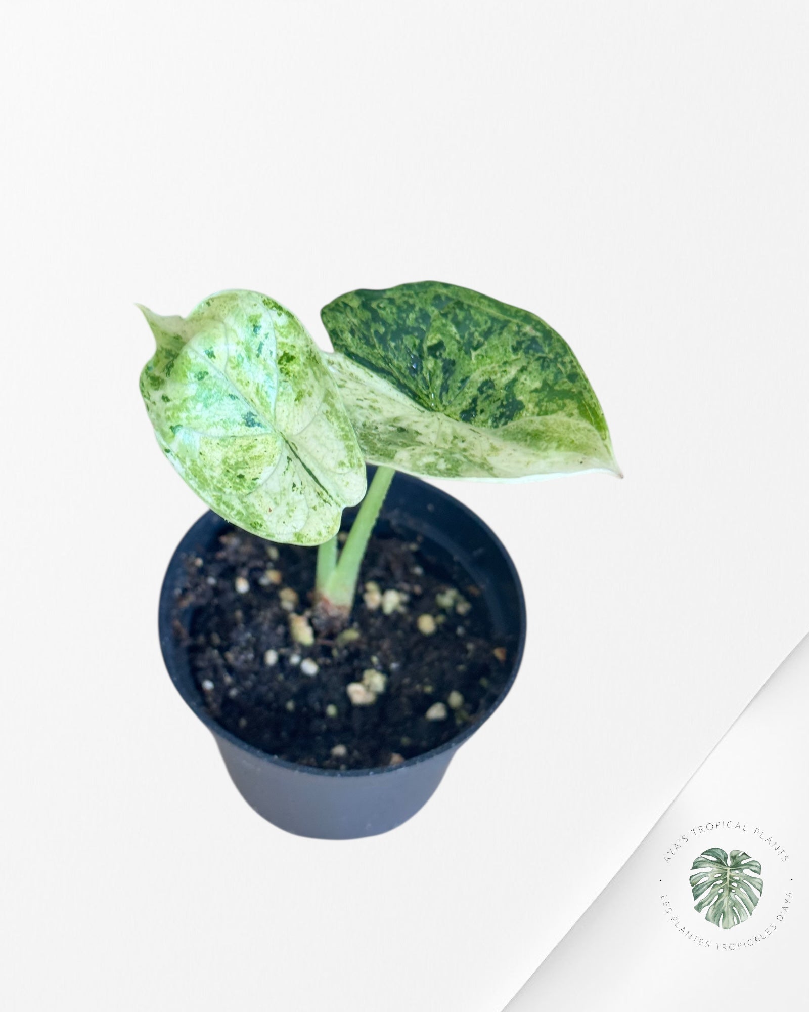 Alocasia Dragon Scale Mint-51