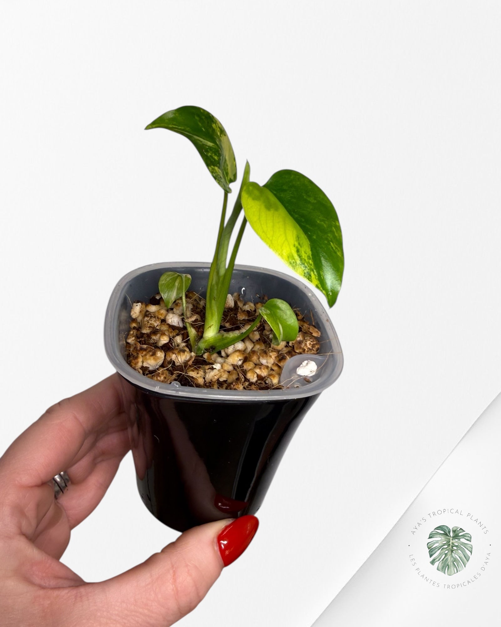 Monstera Deliciosa 'Yellow Marilyn'