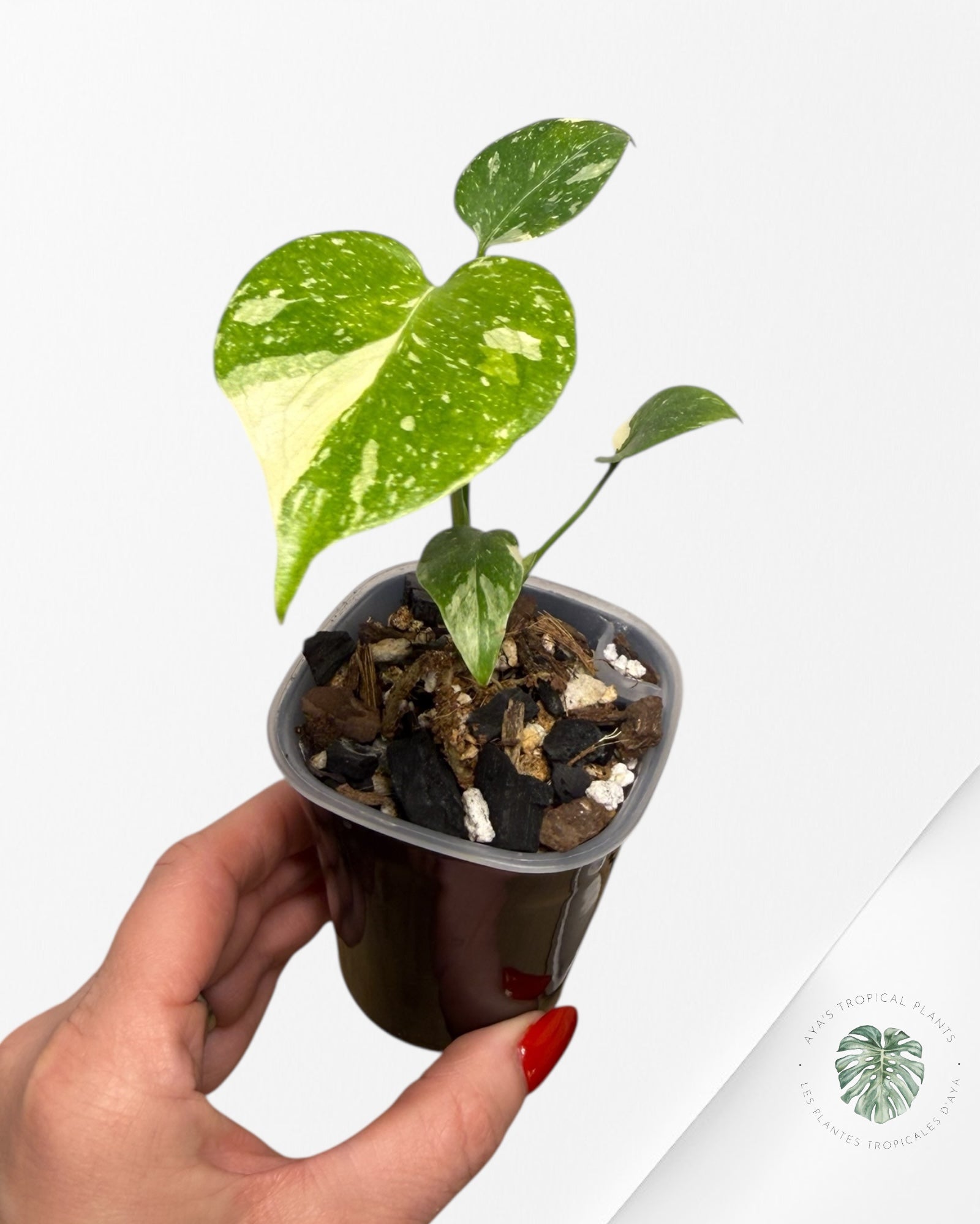 Monstera Thai Constellation Creme Brûlée