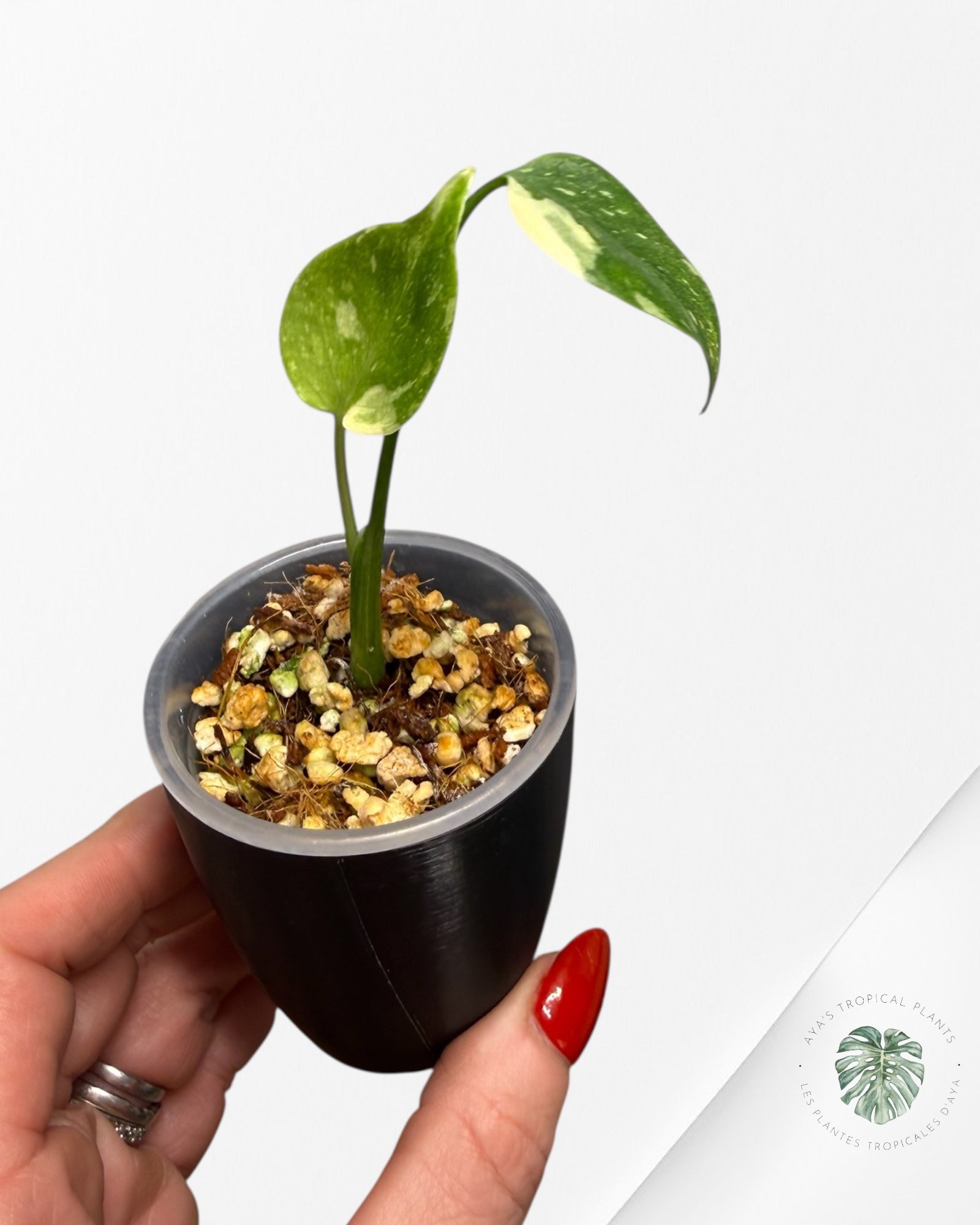 Monstera Thai Constellation Creme Brûlée