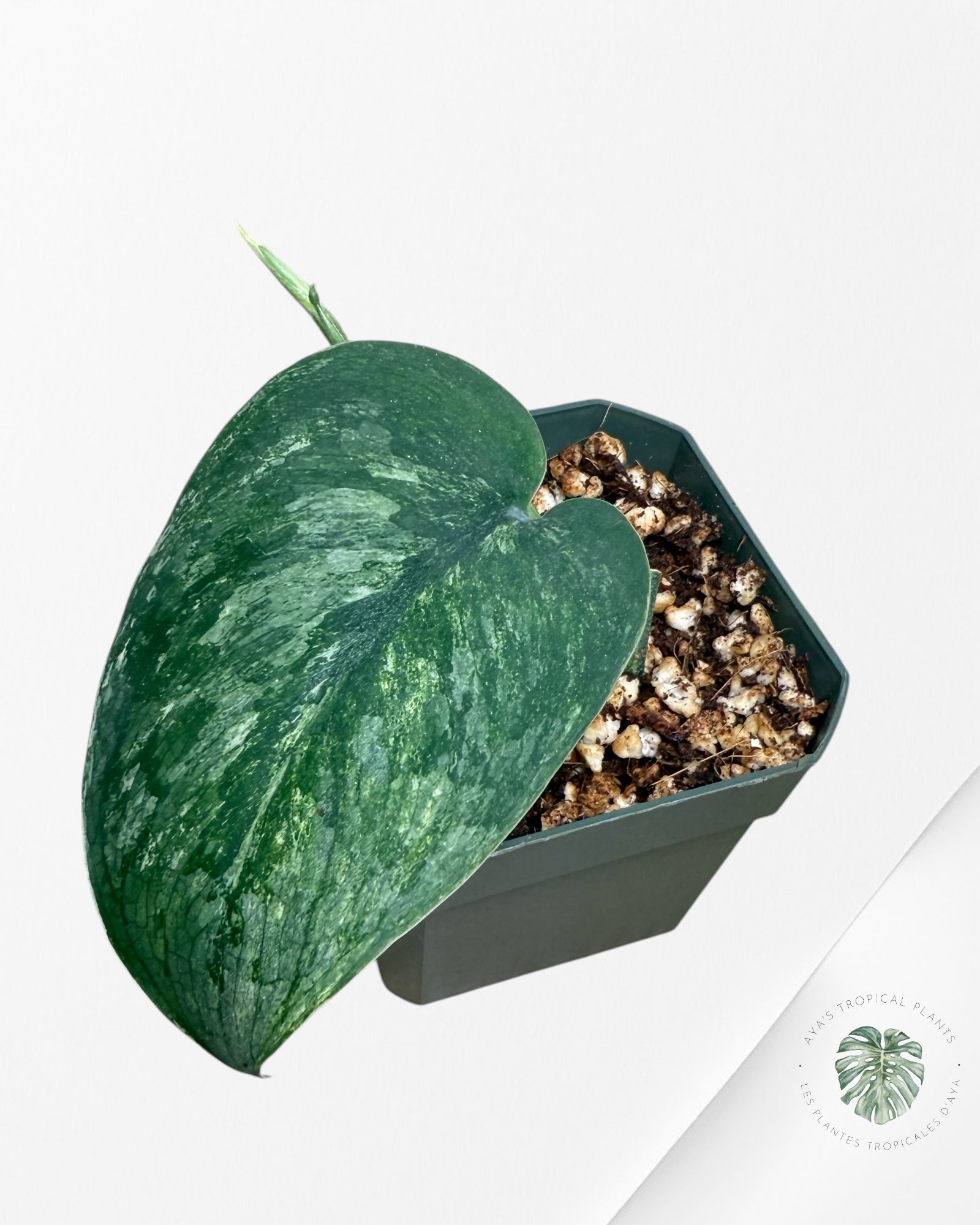 Scindapsus Parahyangan-PA