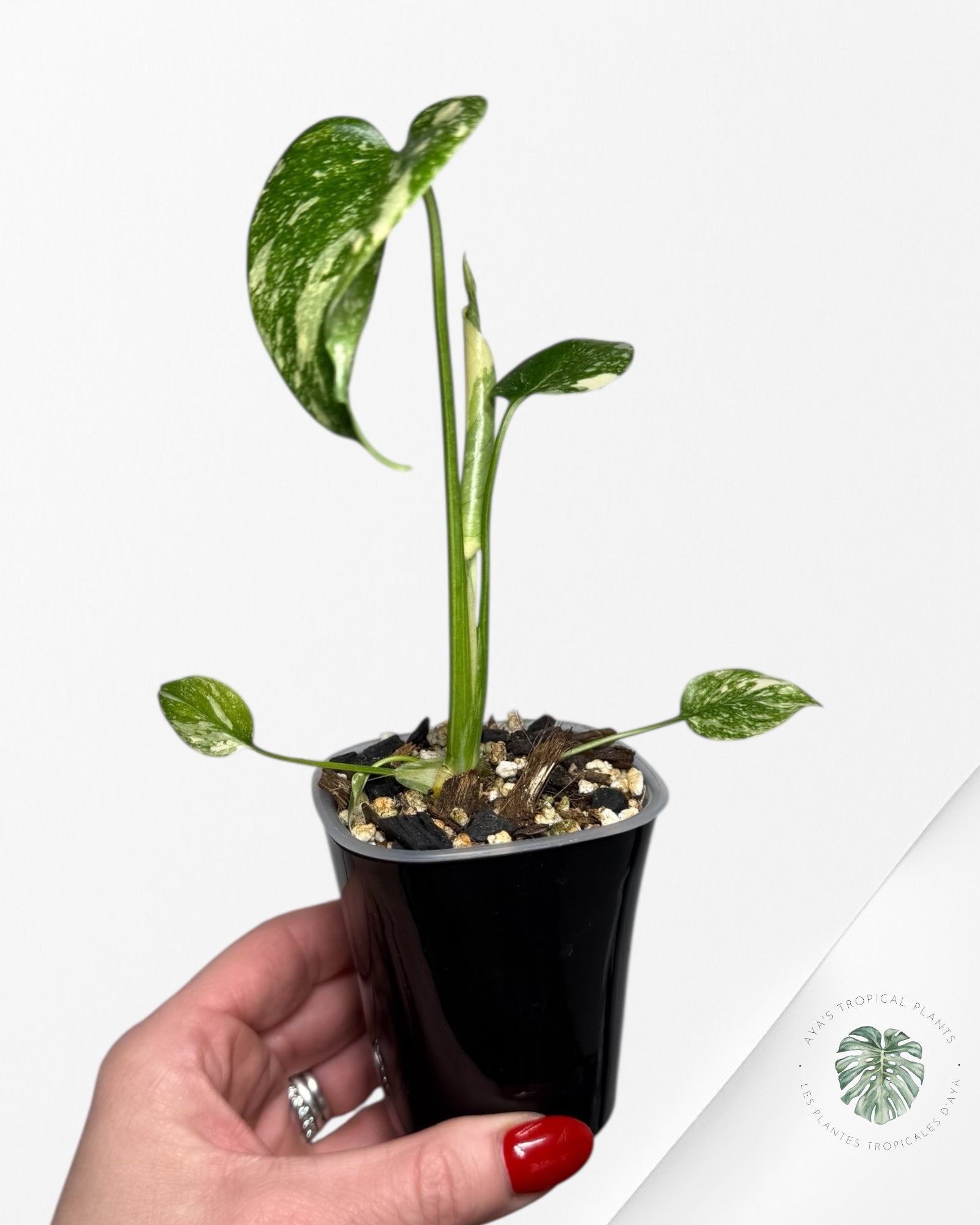 Monstera Thai Constellation Creme Brûlée