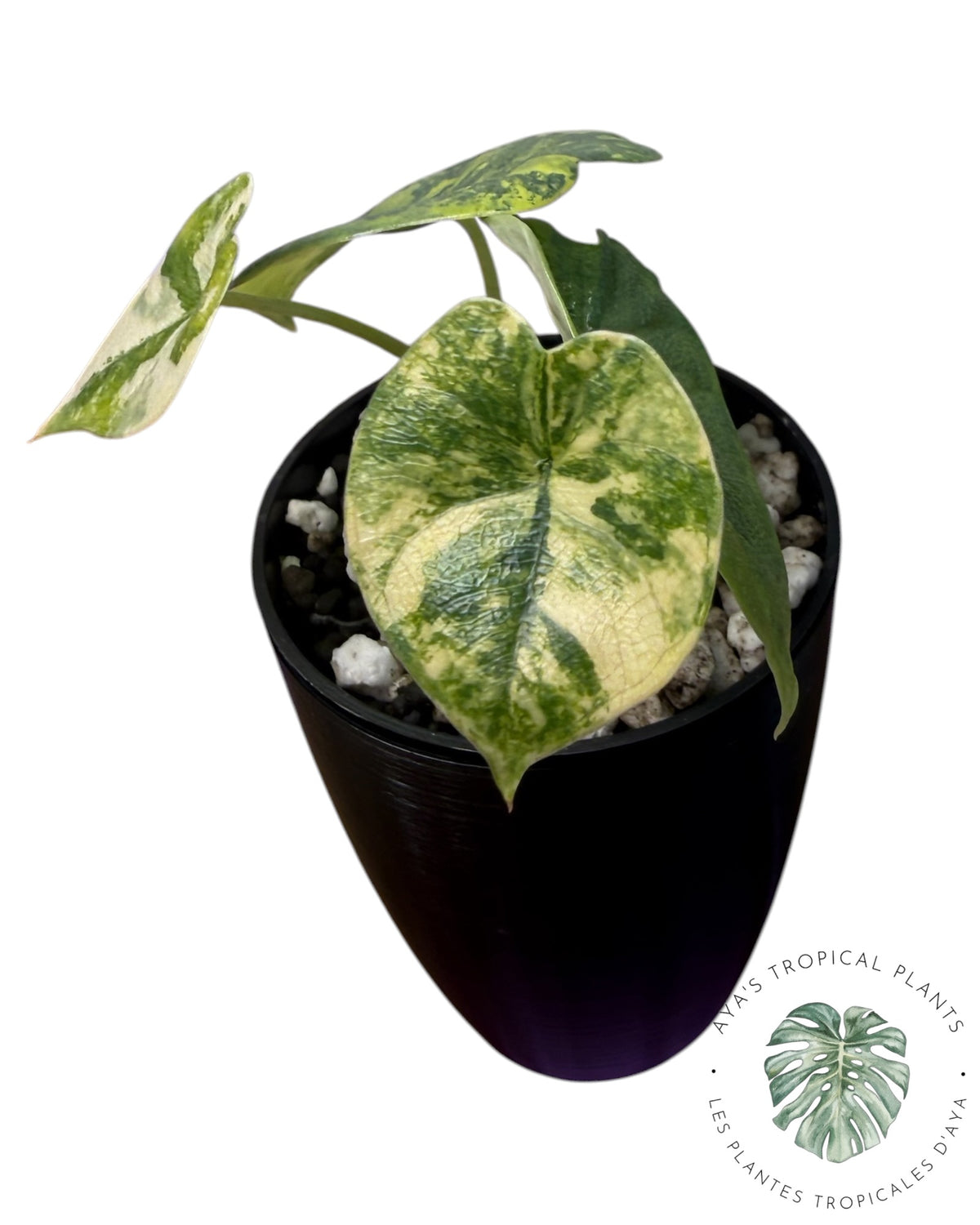 Alocasia Melo Aurea long form
