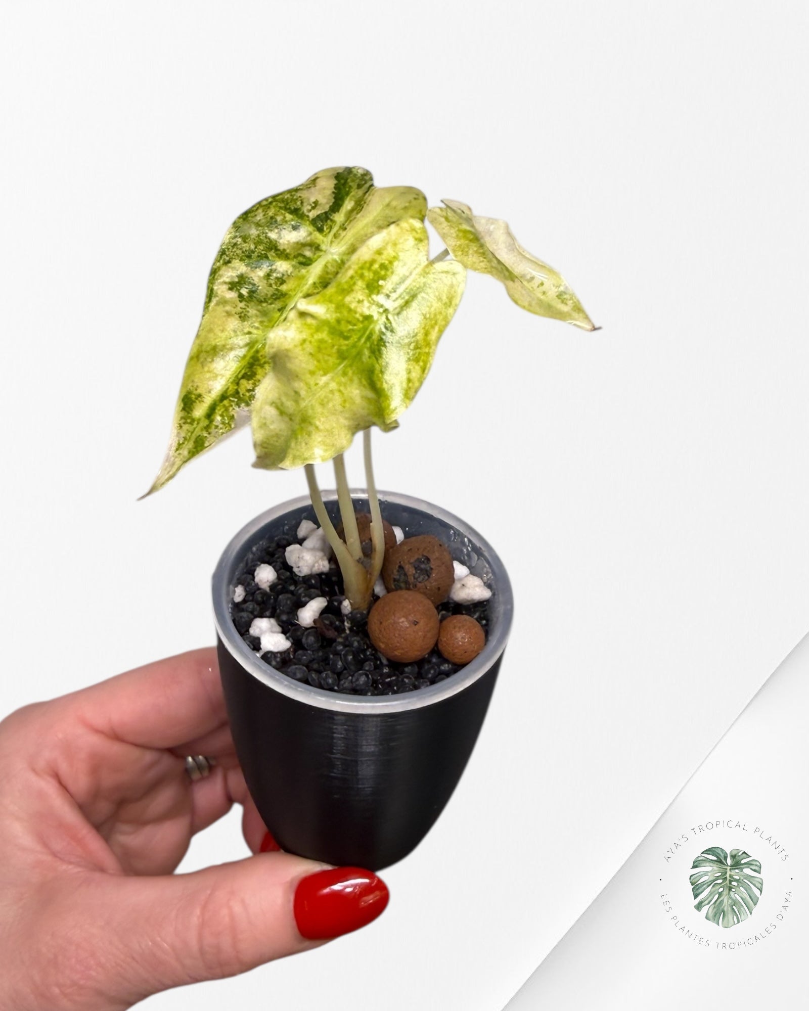 Alocasia Sanderiana 'Bull' Aurea panaché