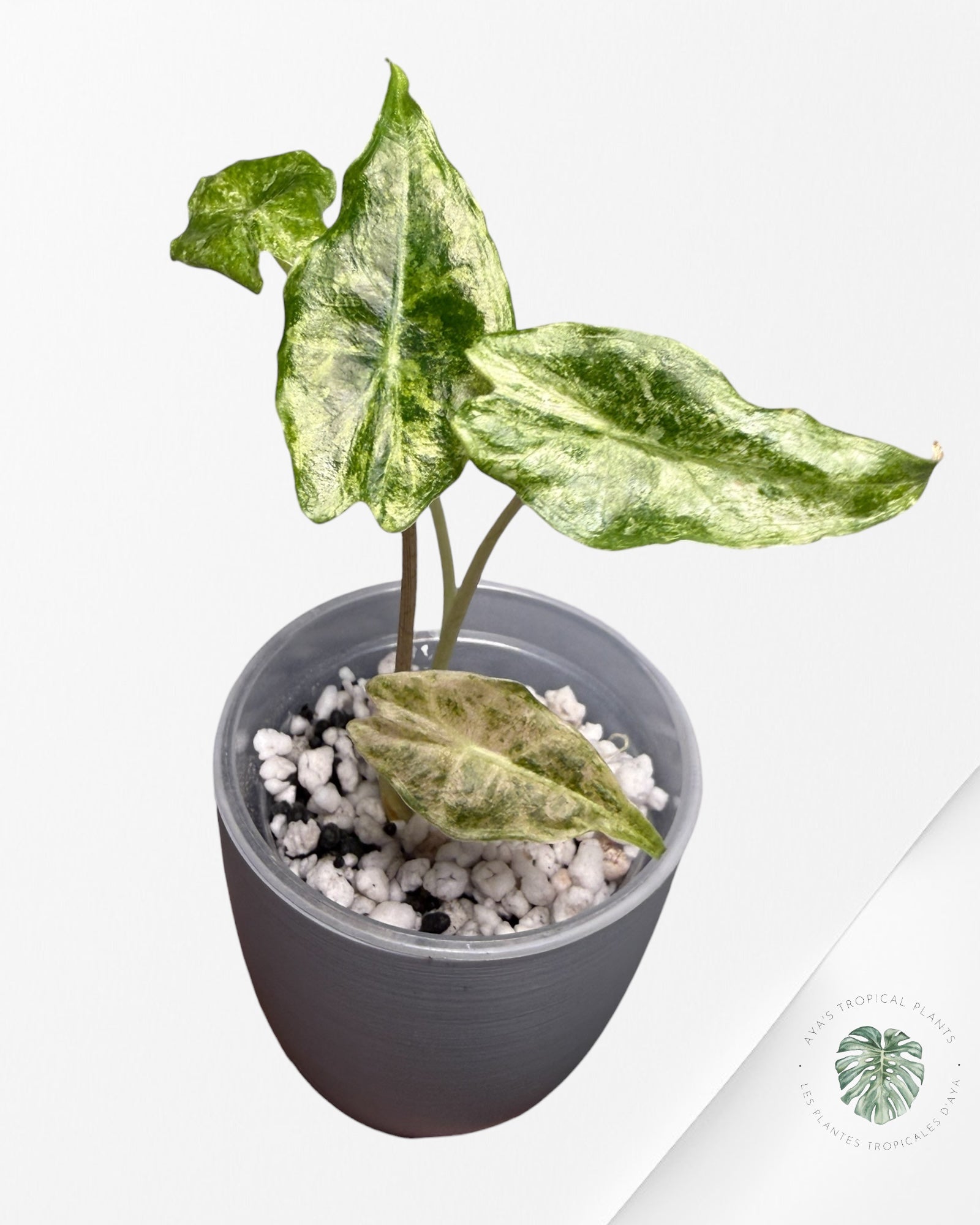 Alocasia Black Saturn 'Stardust' Variegated