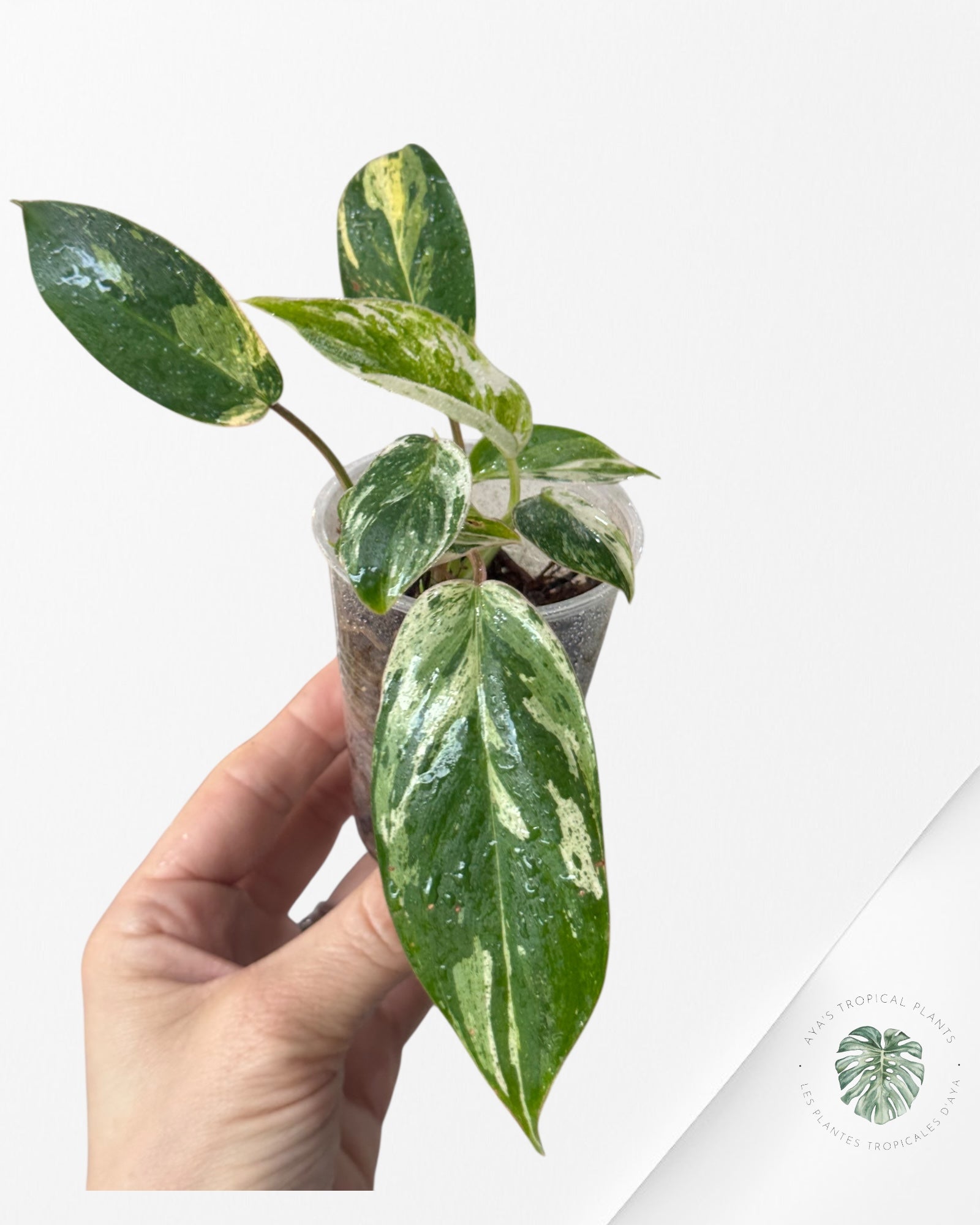 Philodendron Emerald Ice Aurea - B