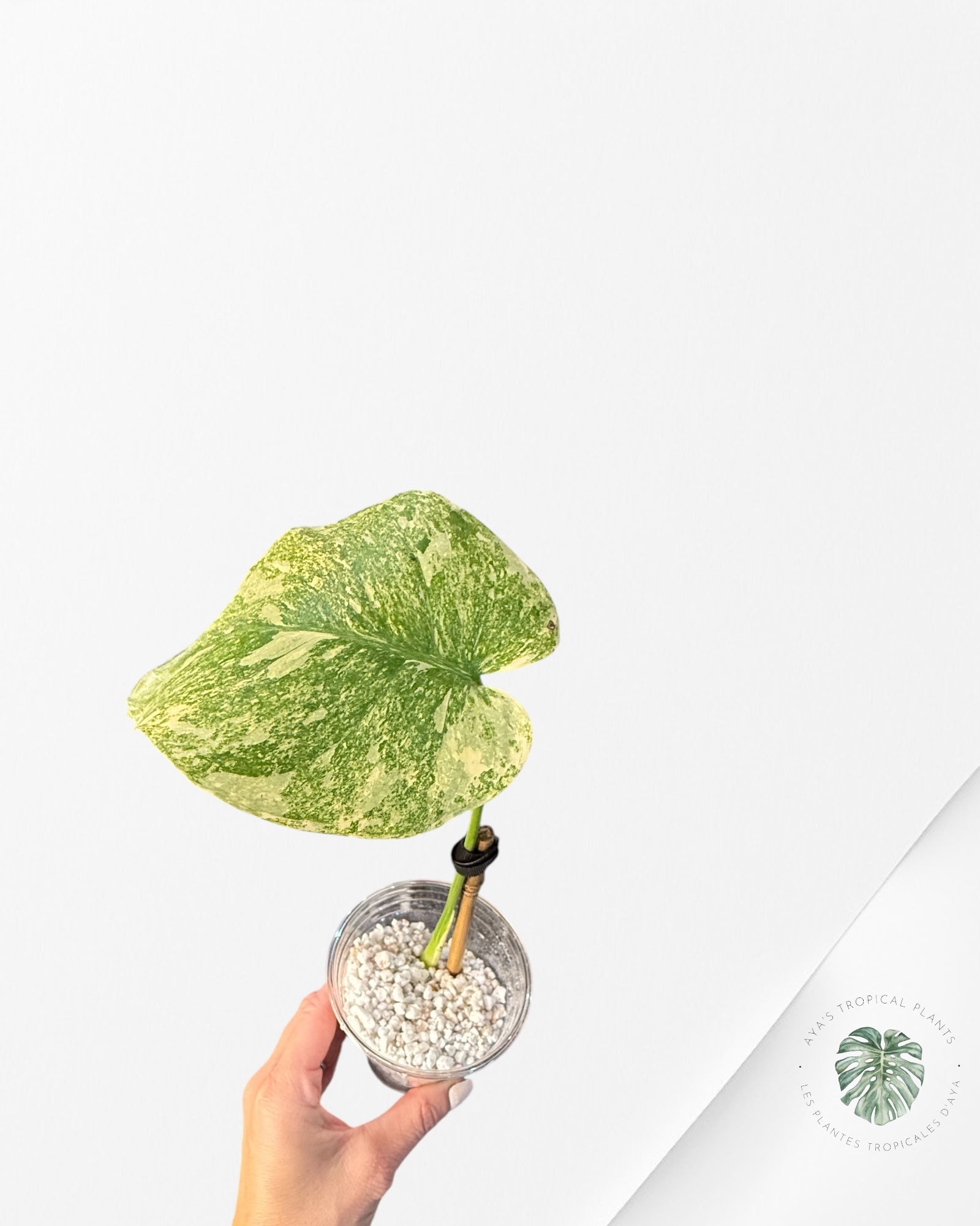 Monstera Legacy - 03