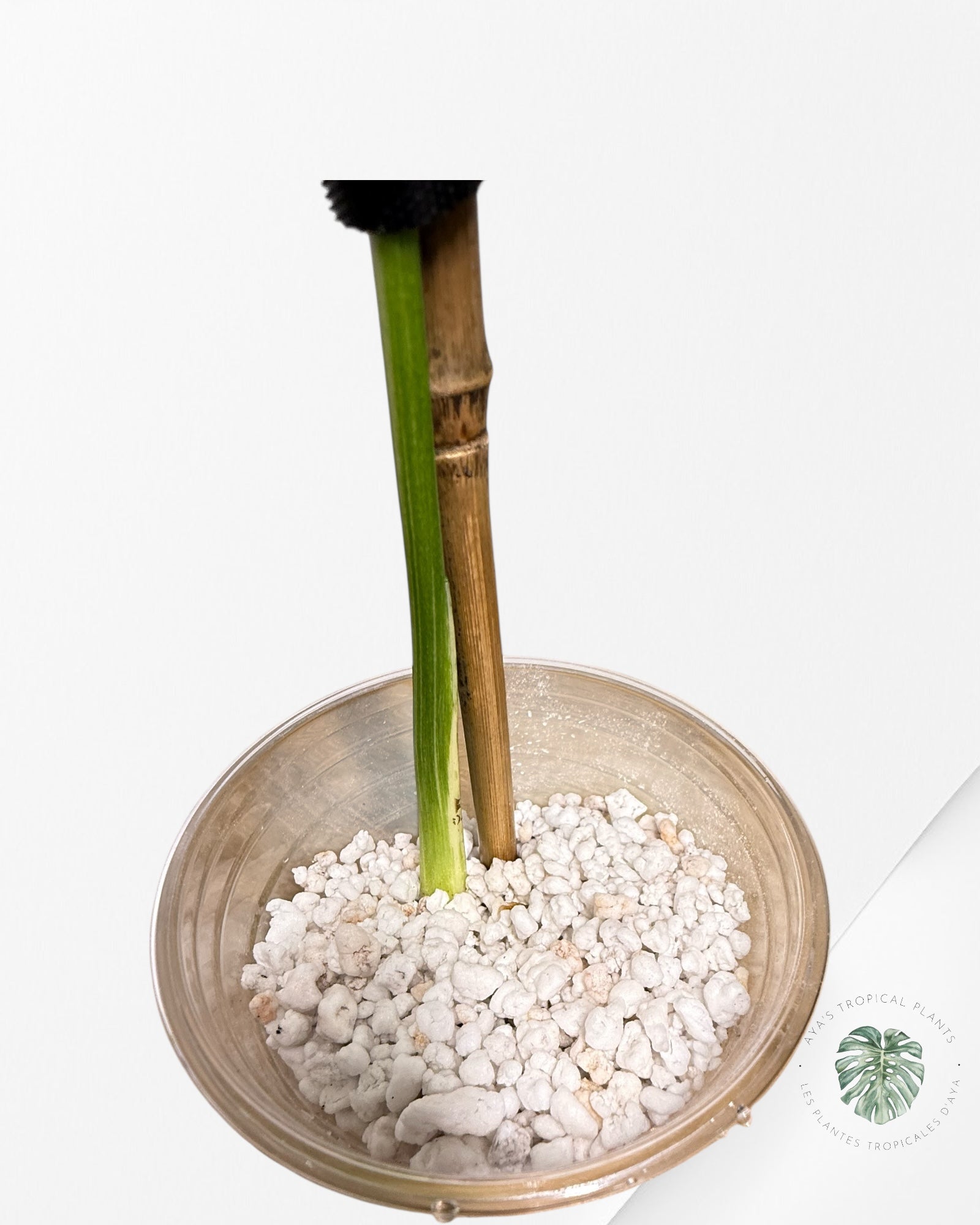 Monstera Legacy - 03