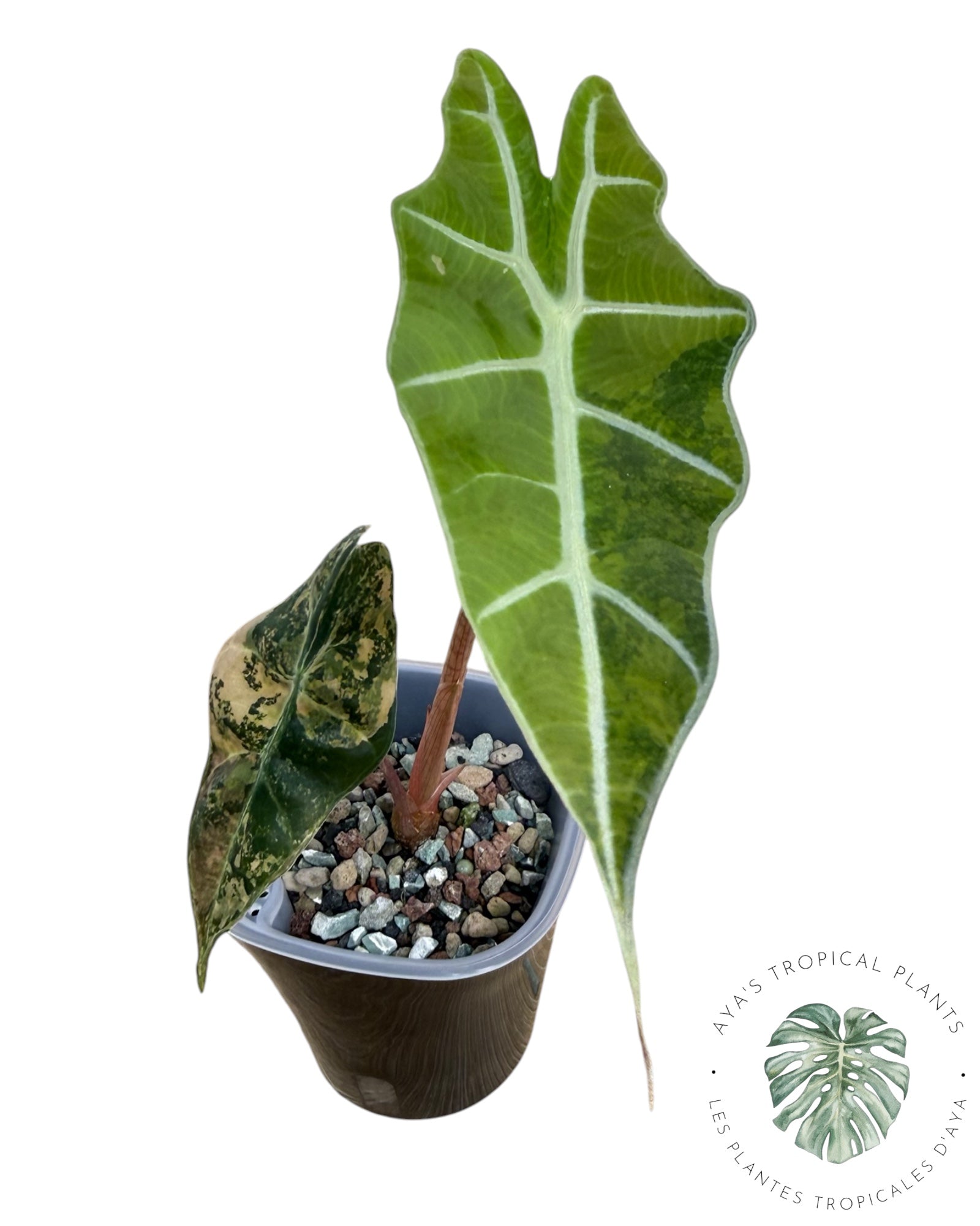 Alocasia Sanderiana ‘Bull’ Aurea Variegated
