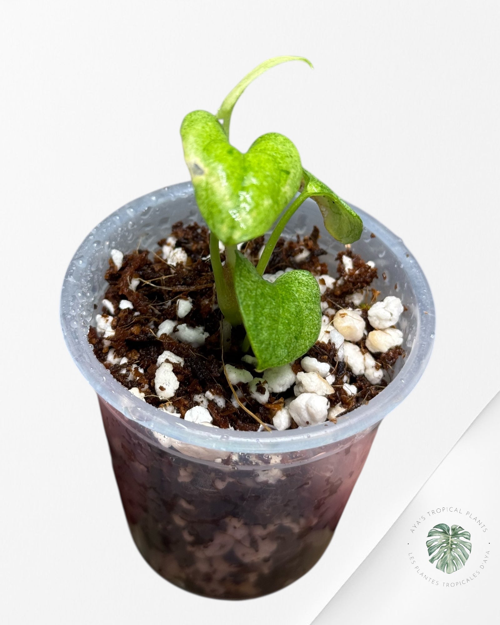 Anthurium Dark Phoenix panaché | Plante rare TC | Plantes tropicales d'Aya