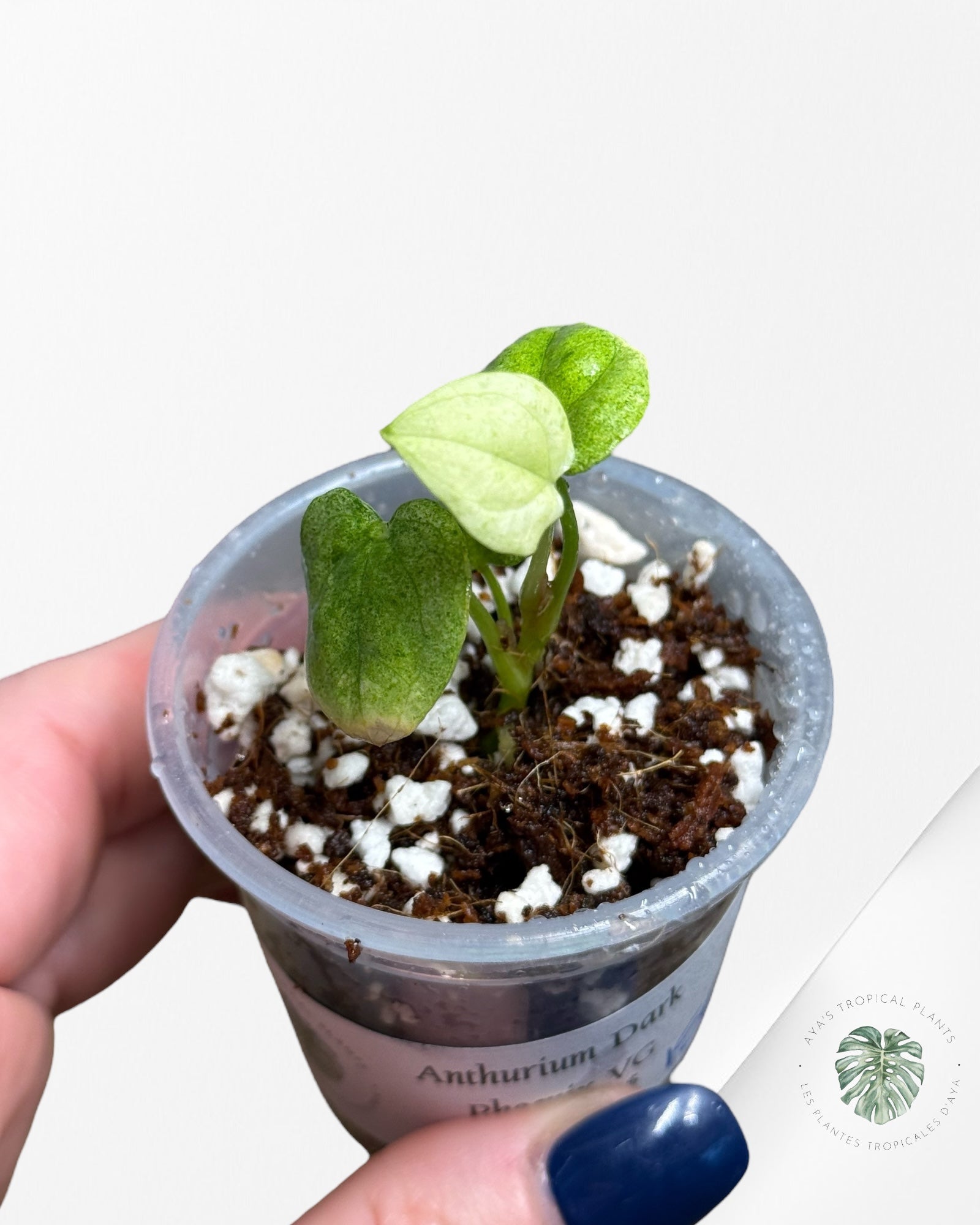 Anthurium Dark Phoenix panaché | Plante rare TC | Plantes tropicales d'Aya