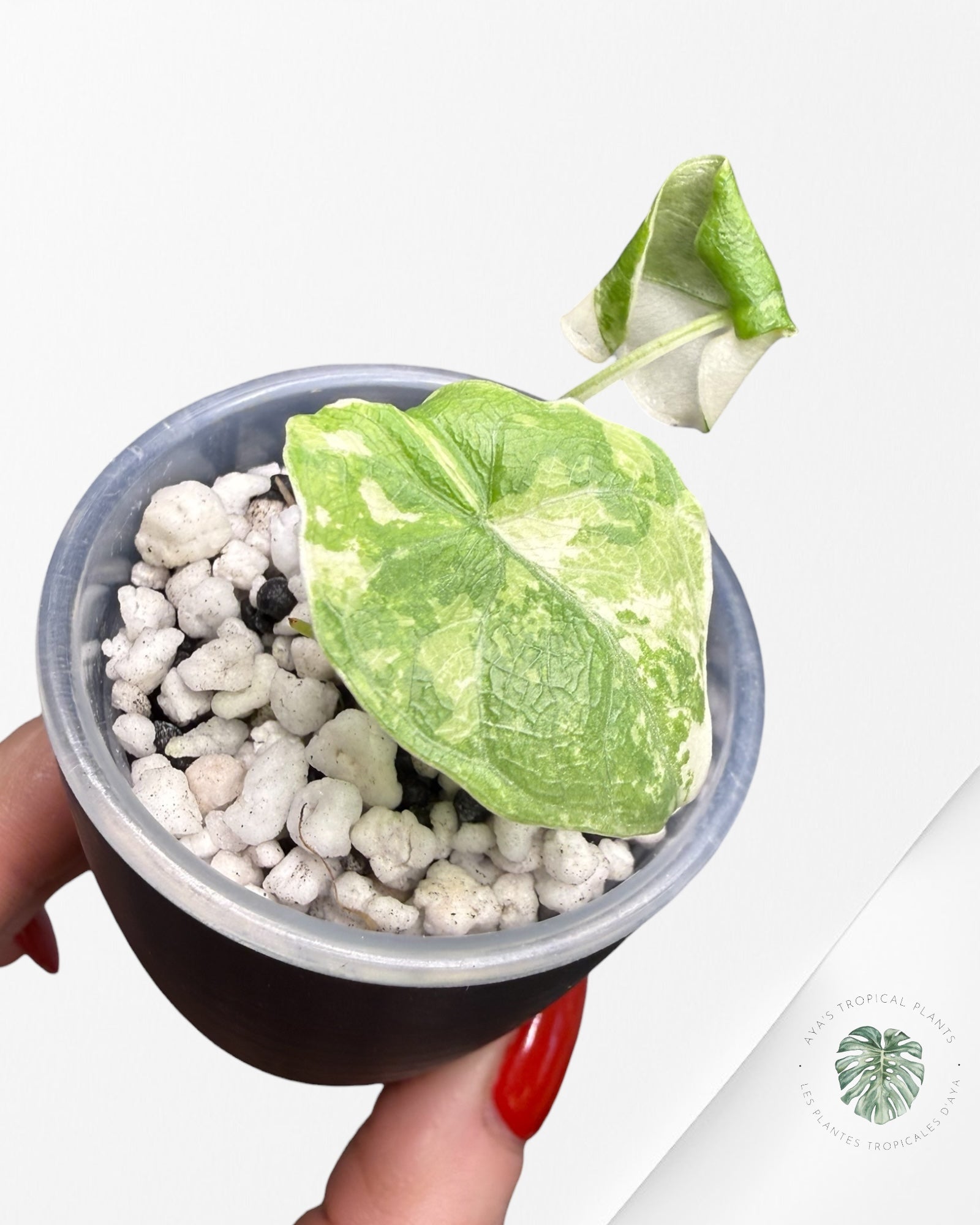 Alocasia Melo Albo Variegated