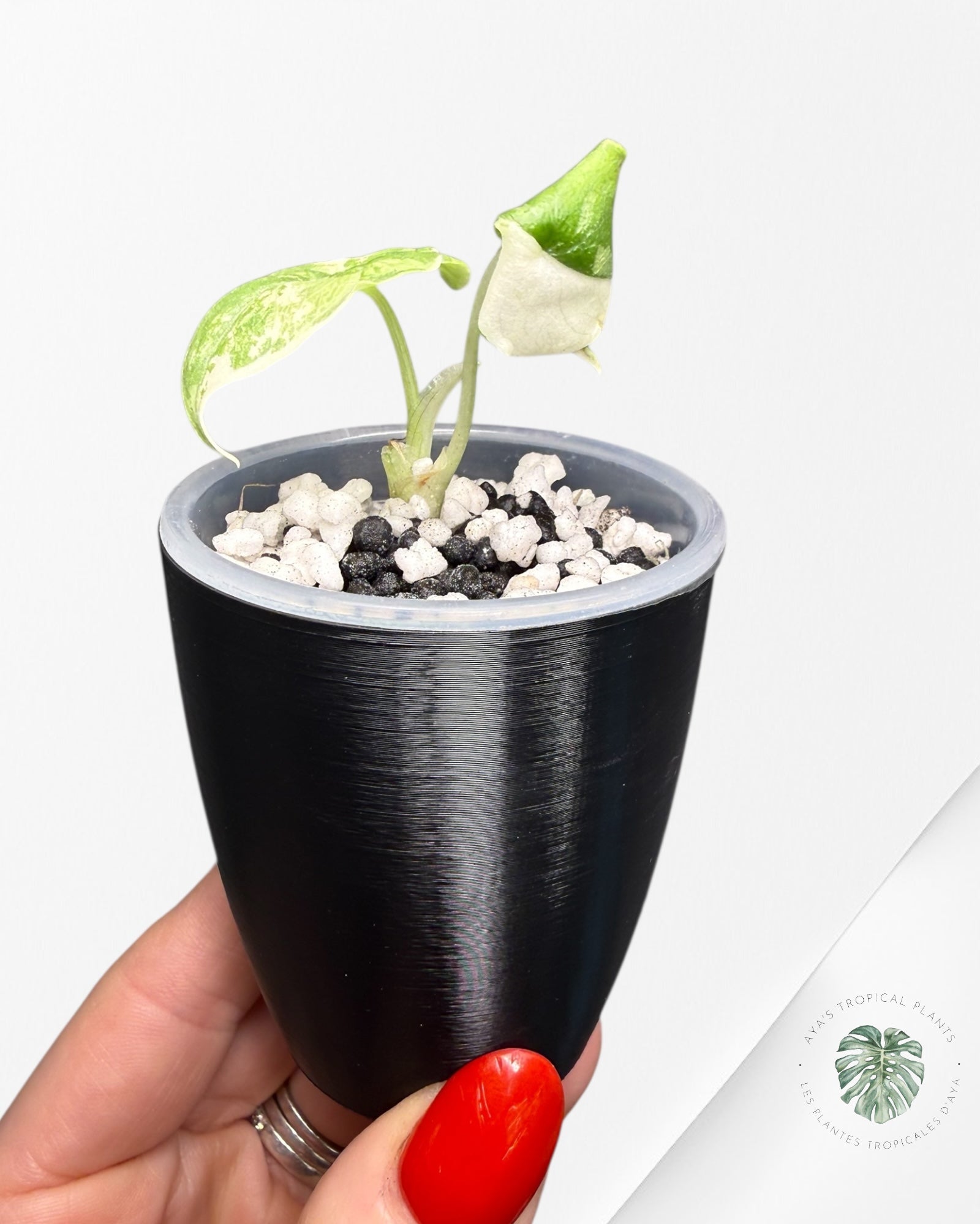 Alocasia Melo Albo Variegated