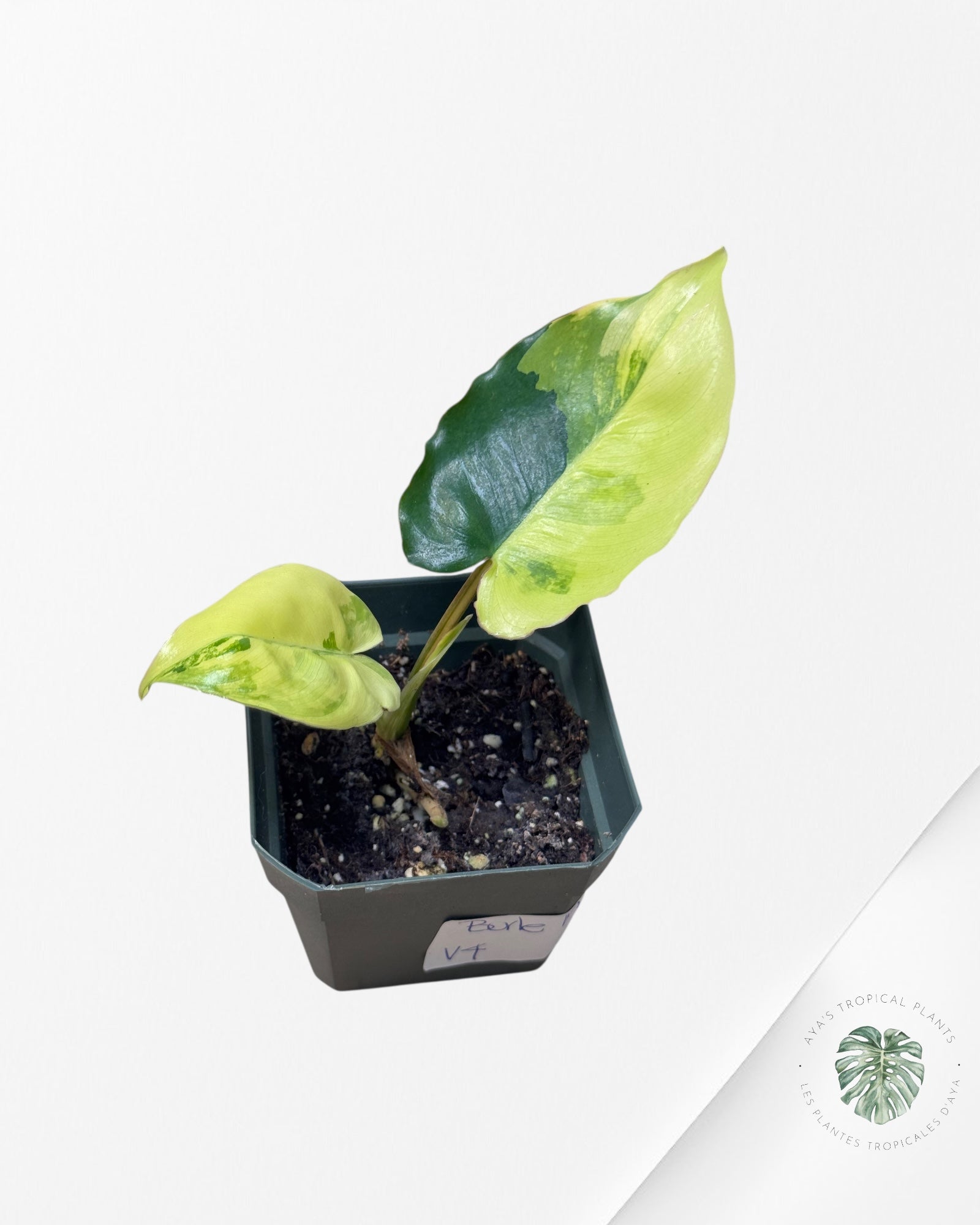 Philodendron Burle Marx variagated - V4