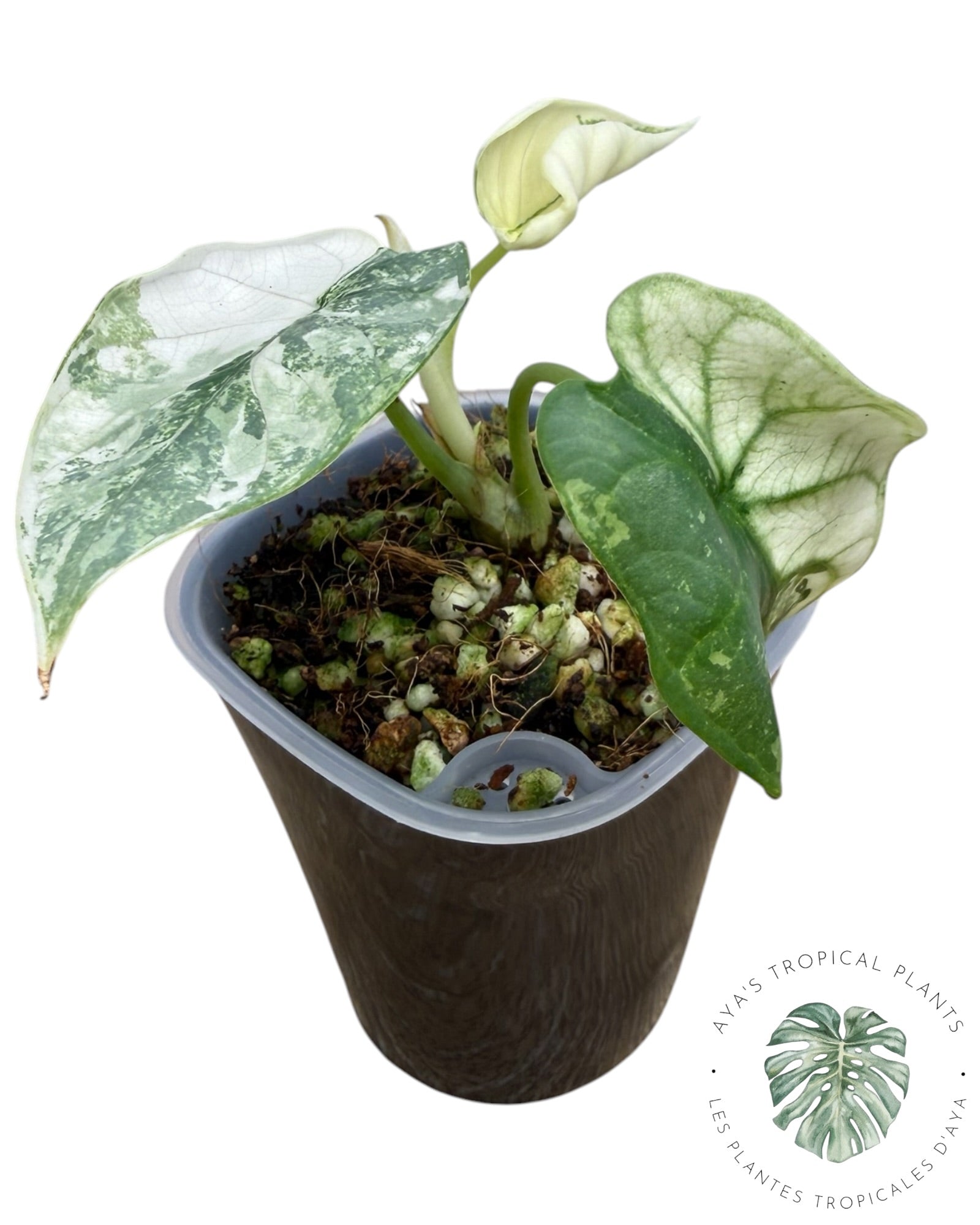 Alocasia Silver Dragon Albo Variegated