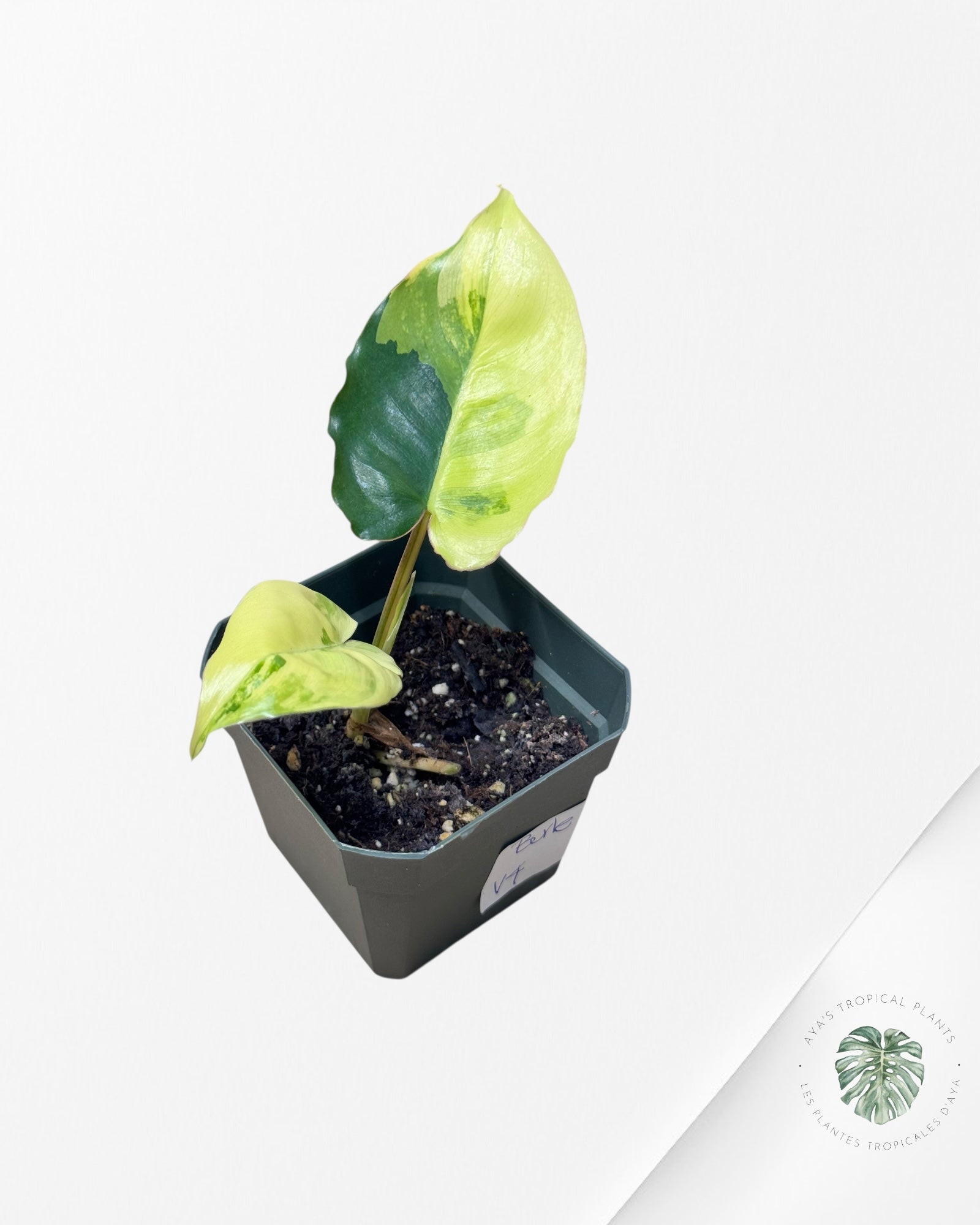 Philodendron Burle Marx variagated - V4