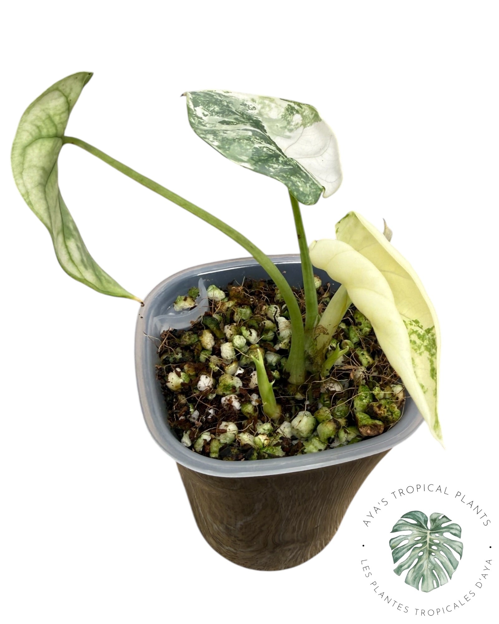 Alocasia Silver Dragon Albo Variegated