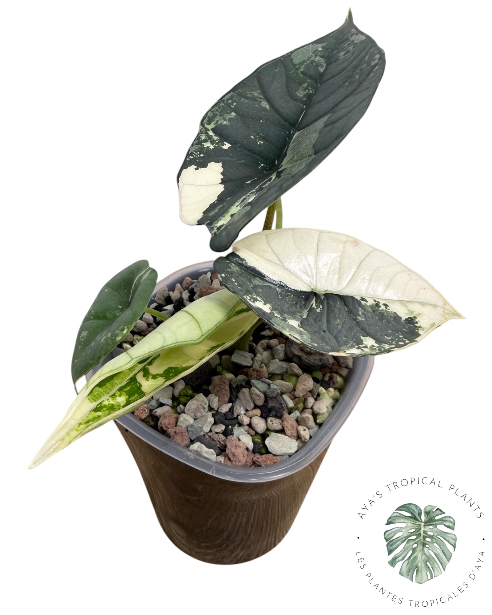 Alocasia Bisma Platinum Albo Variegated