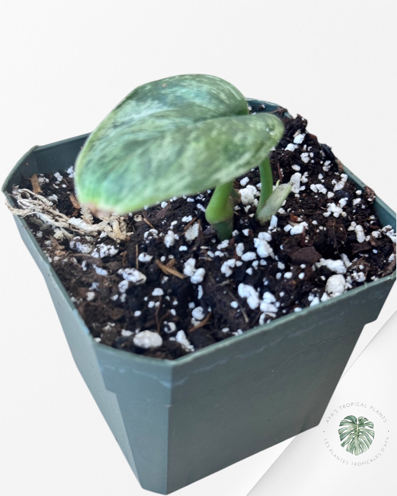 Philodendron 'Ruaysap Variegated- V229