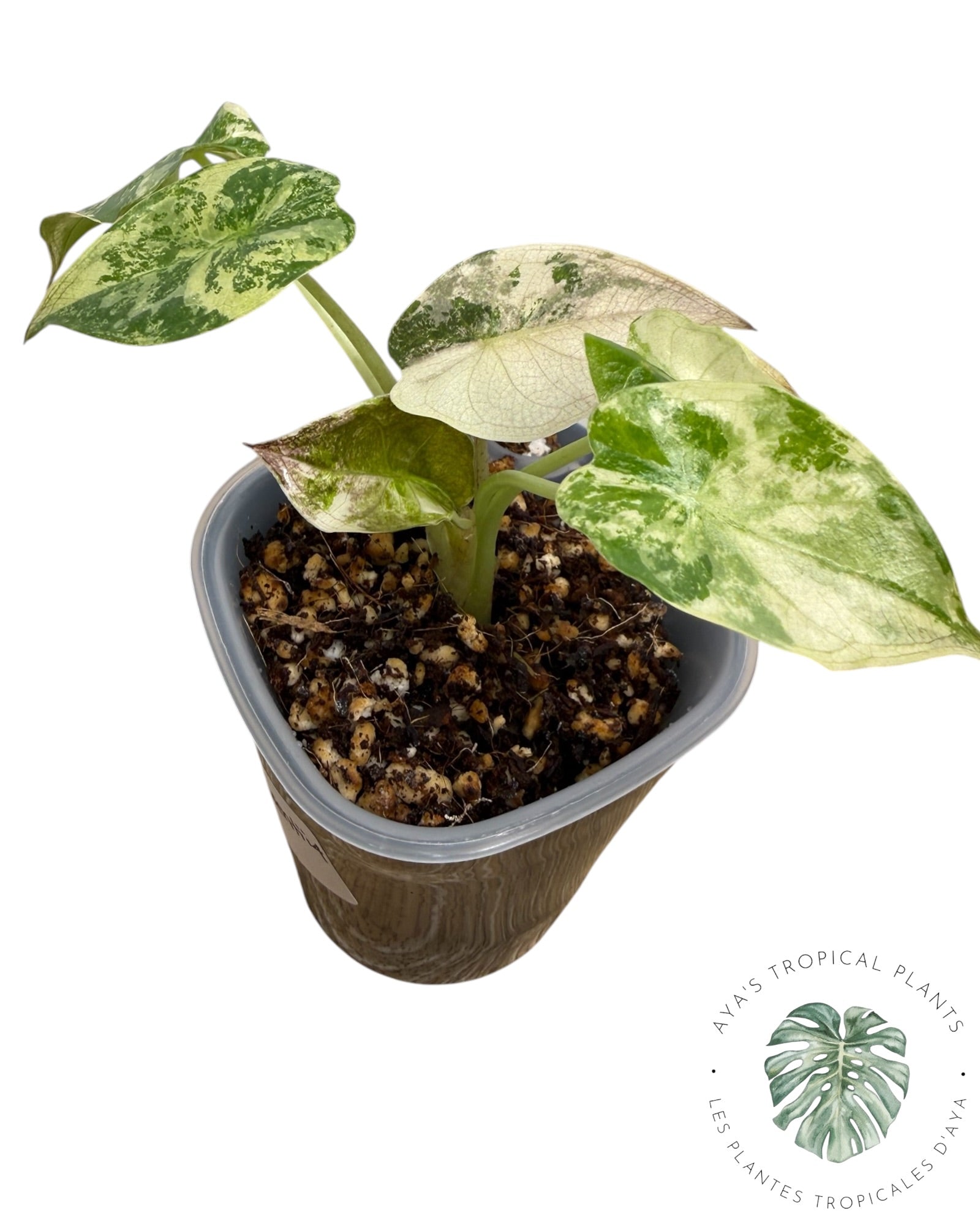 Alocasia Wentii Albo Pink Variegated