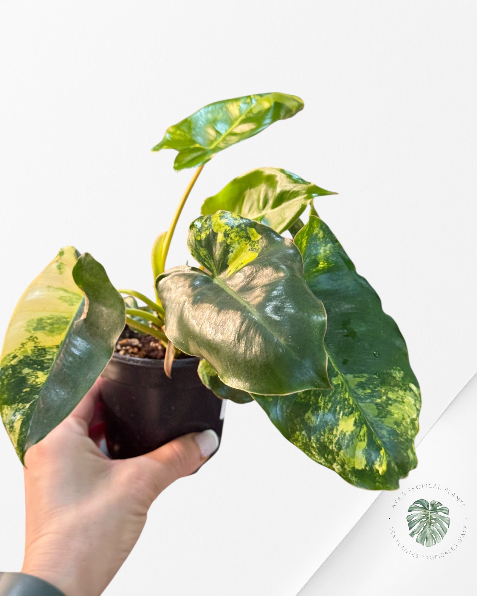 Philodendron Burle Marx variagated - Z