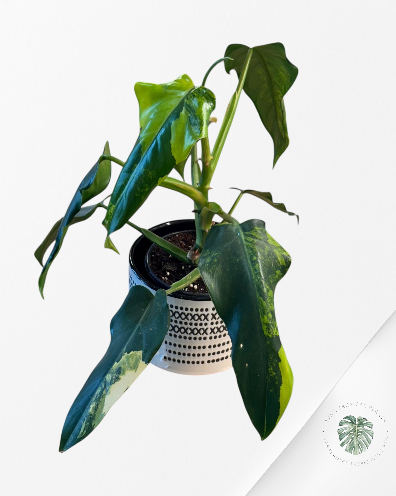 Philodendron Domesticum Variegated - 0338