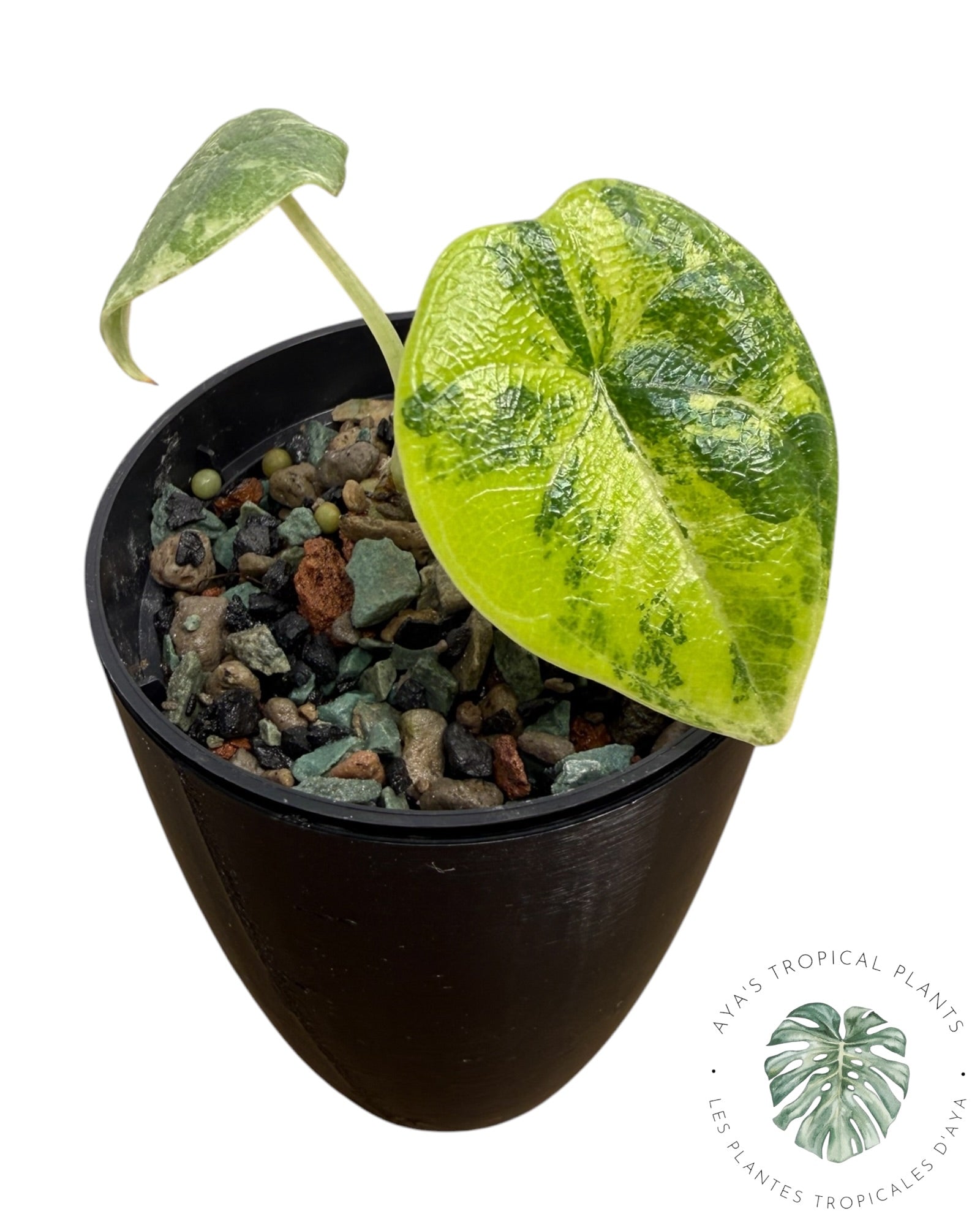 Alocasia Melo Aurea Variegated