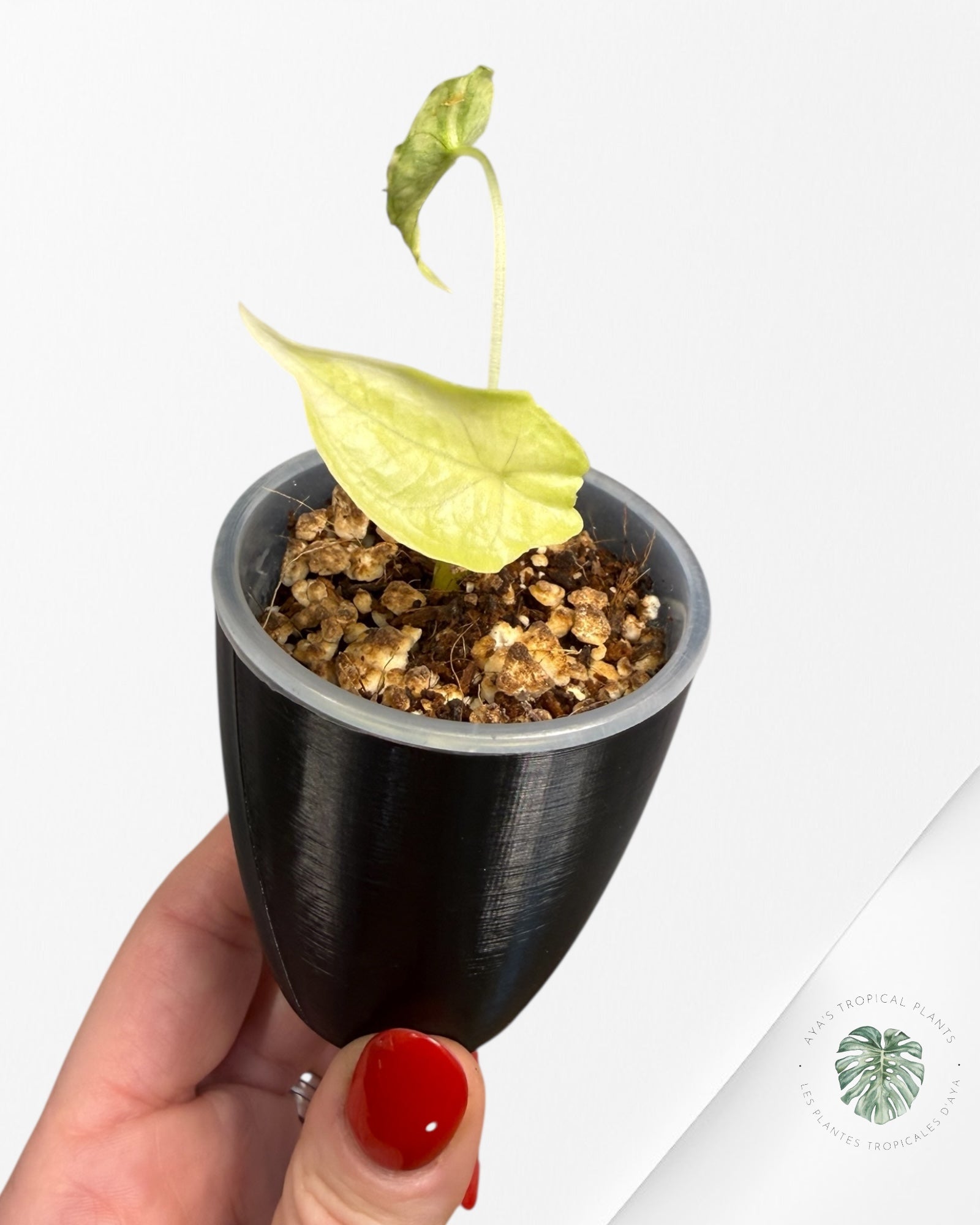 Alocasia Heterophylla "Dragons Breath" Aurea Variegated