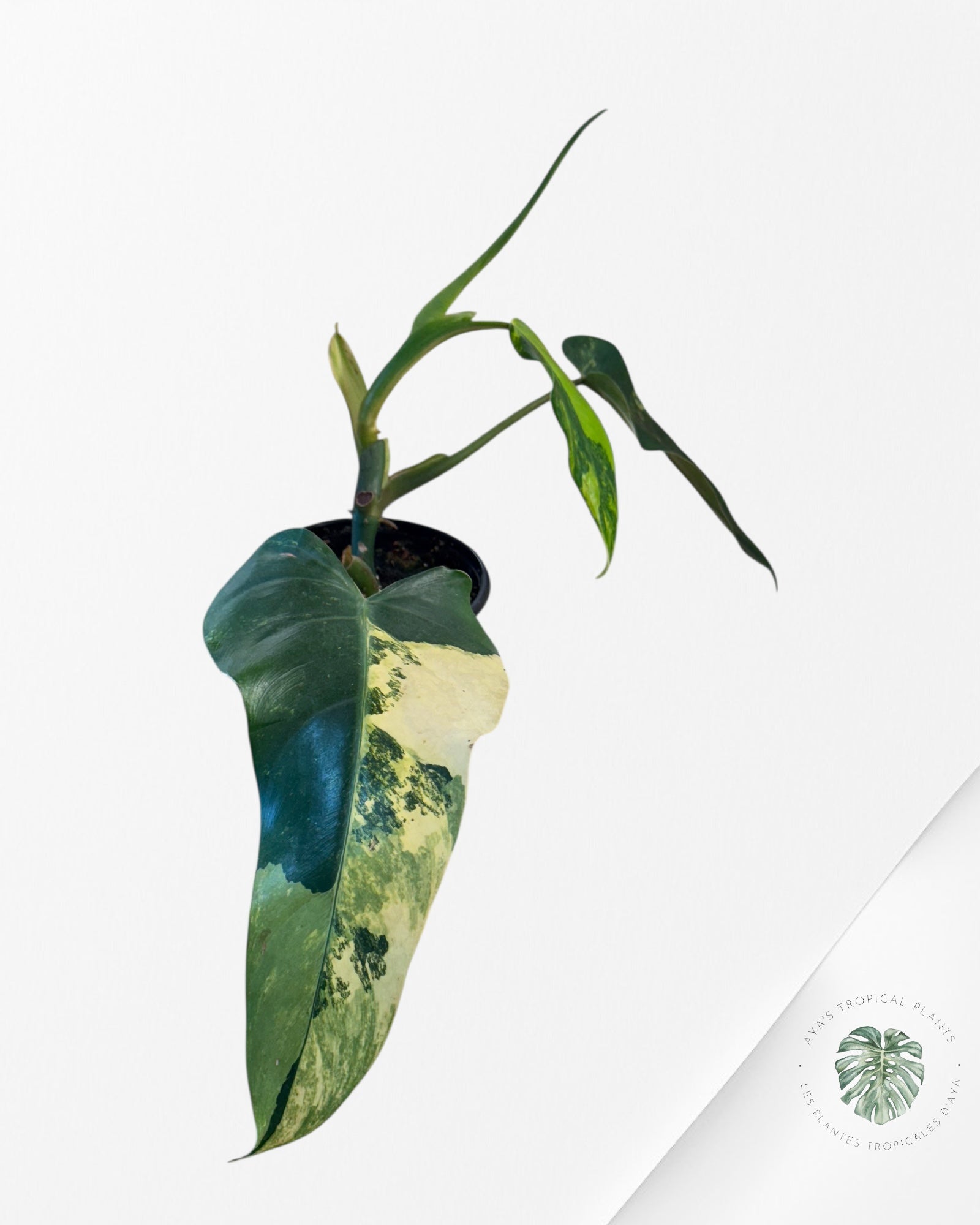 Philodendron Domesticum Variegated - 0338B