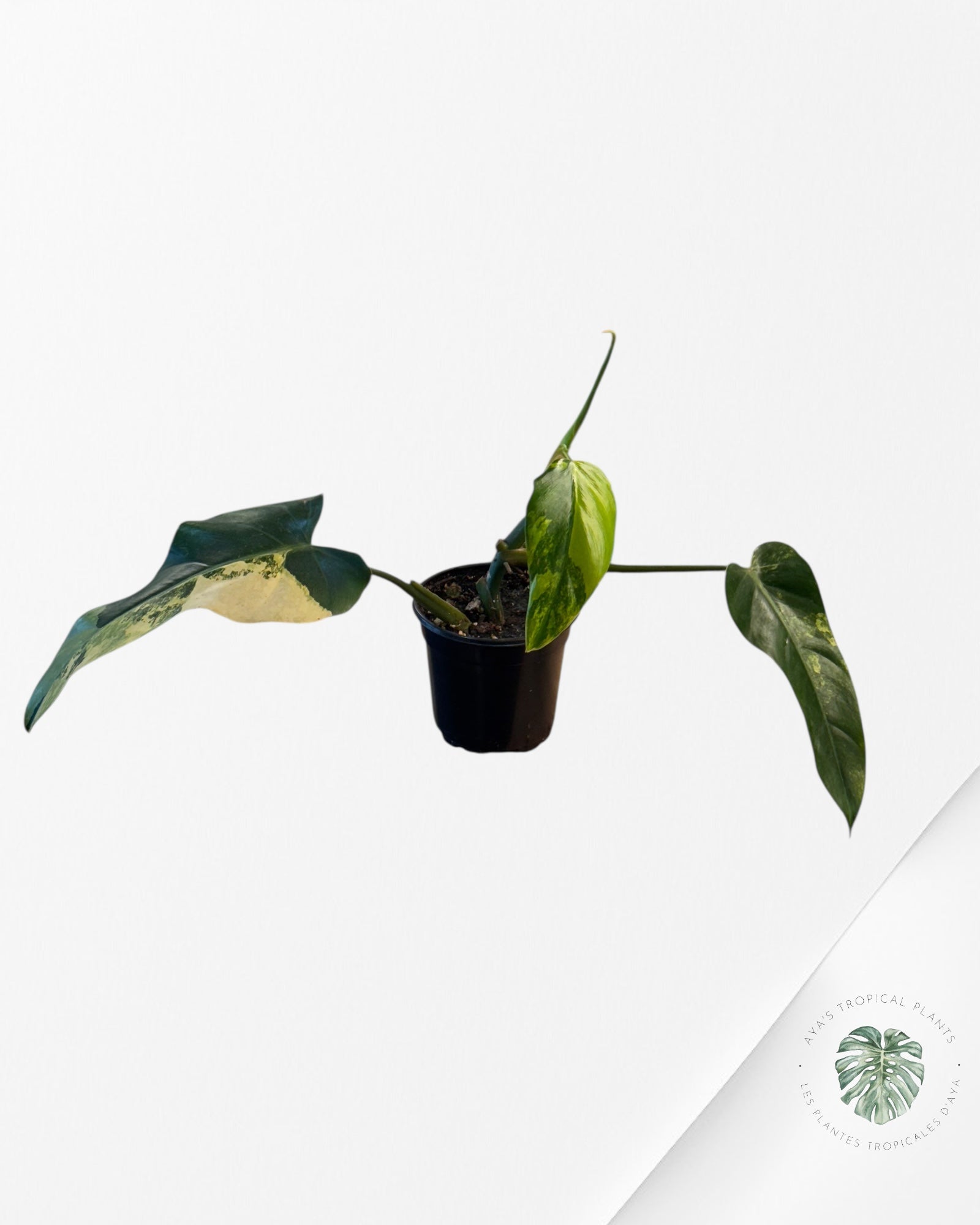 Philodendron Domesticum Variegated - 0338B