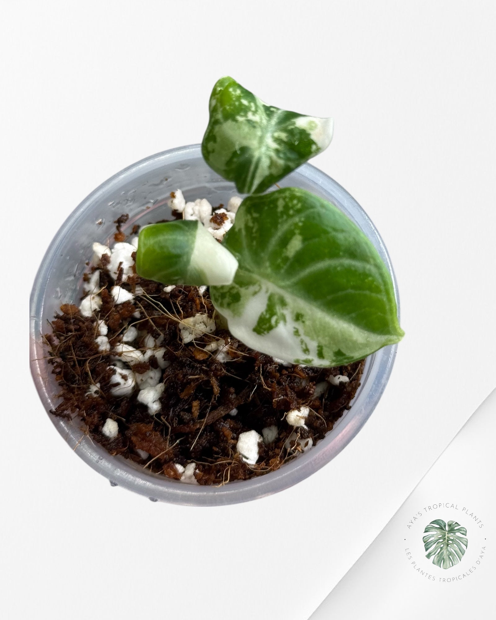 Alocasia Ninja Variegated Albo | Rare TC Plant| Aya's Tropical Plants