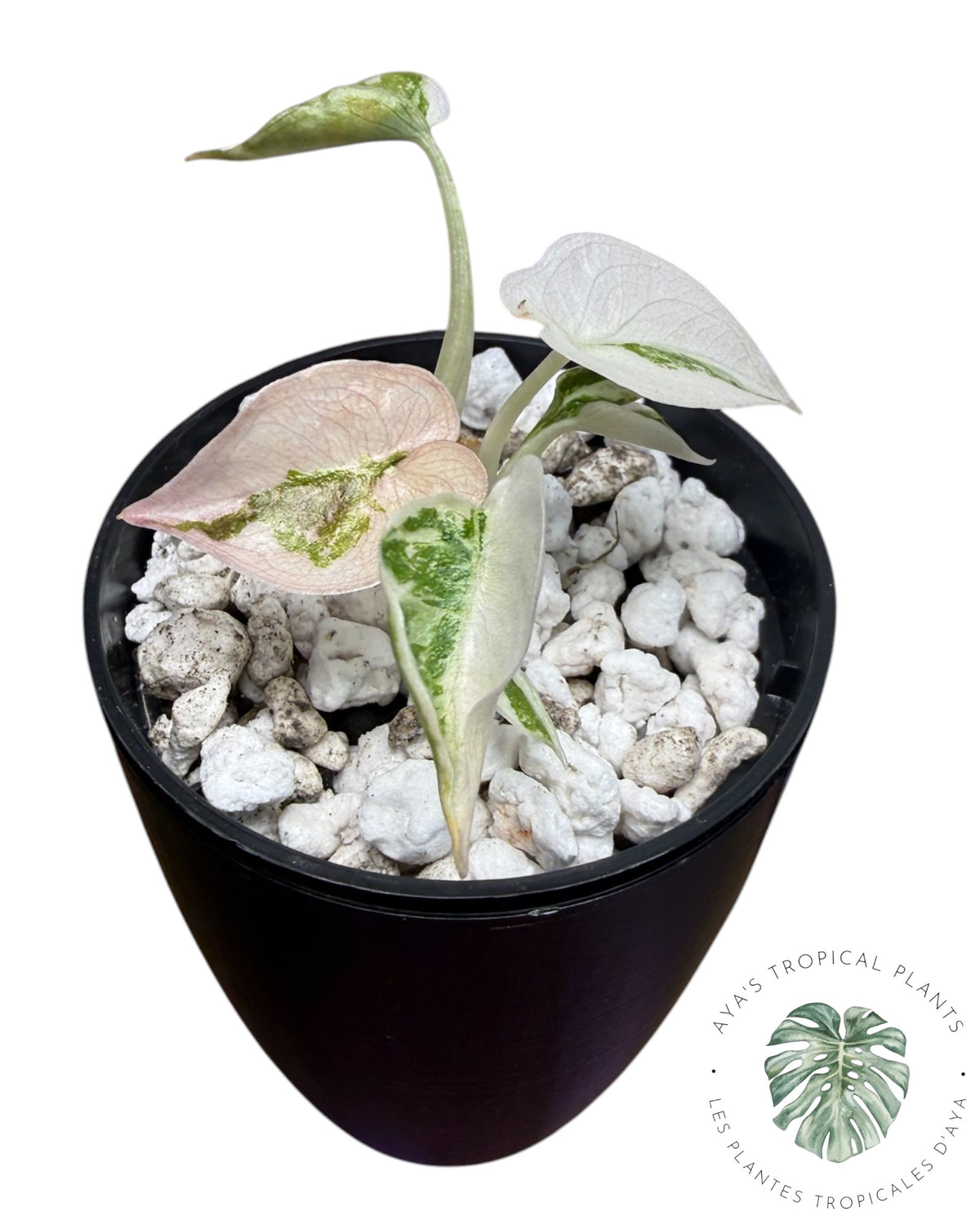 Alocasia Cuprea Pink Albo Variegated