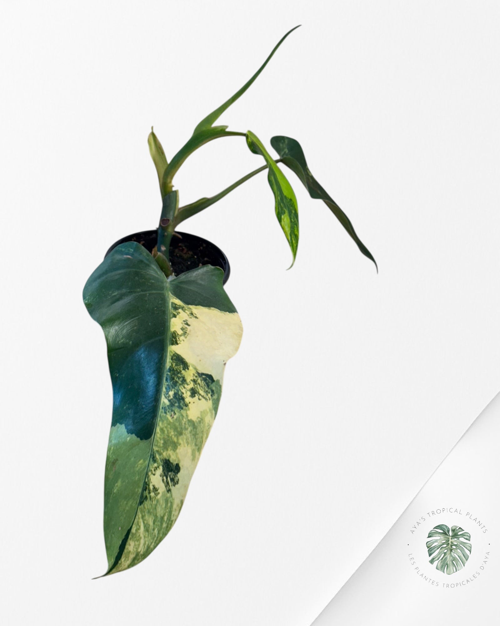 Philodendron Domesticum Variegated - 0338B