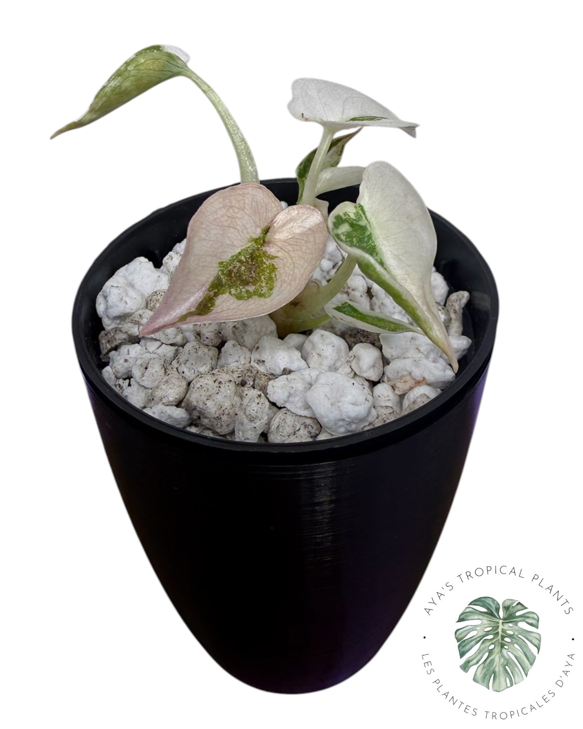 Alocasia Cuprea Pink Albo Variegated