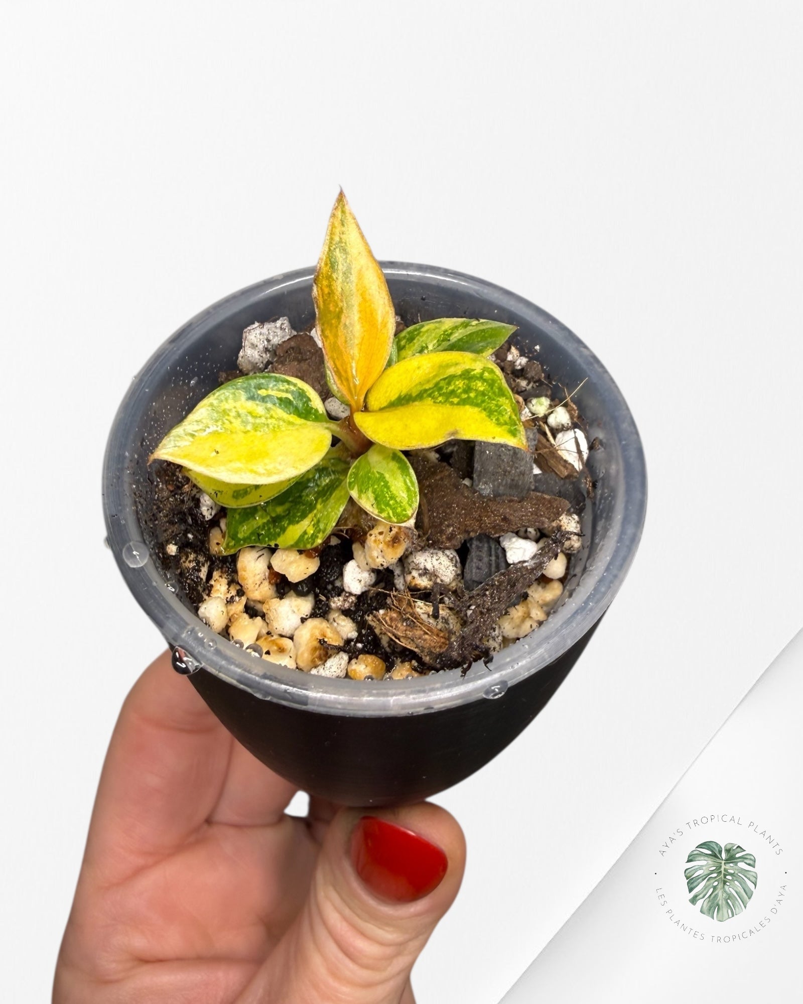 Philodendron Caramel Marble ‘Fire Tiger’