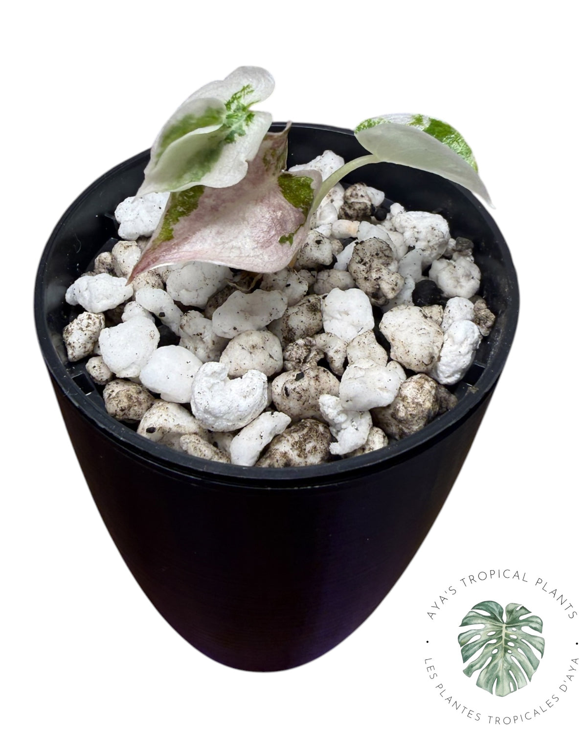 Alocasia Cuprea Pink Albo Variegated