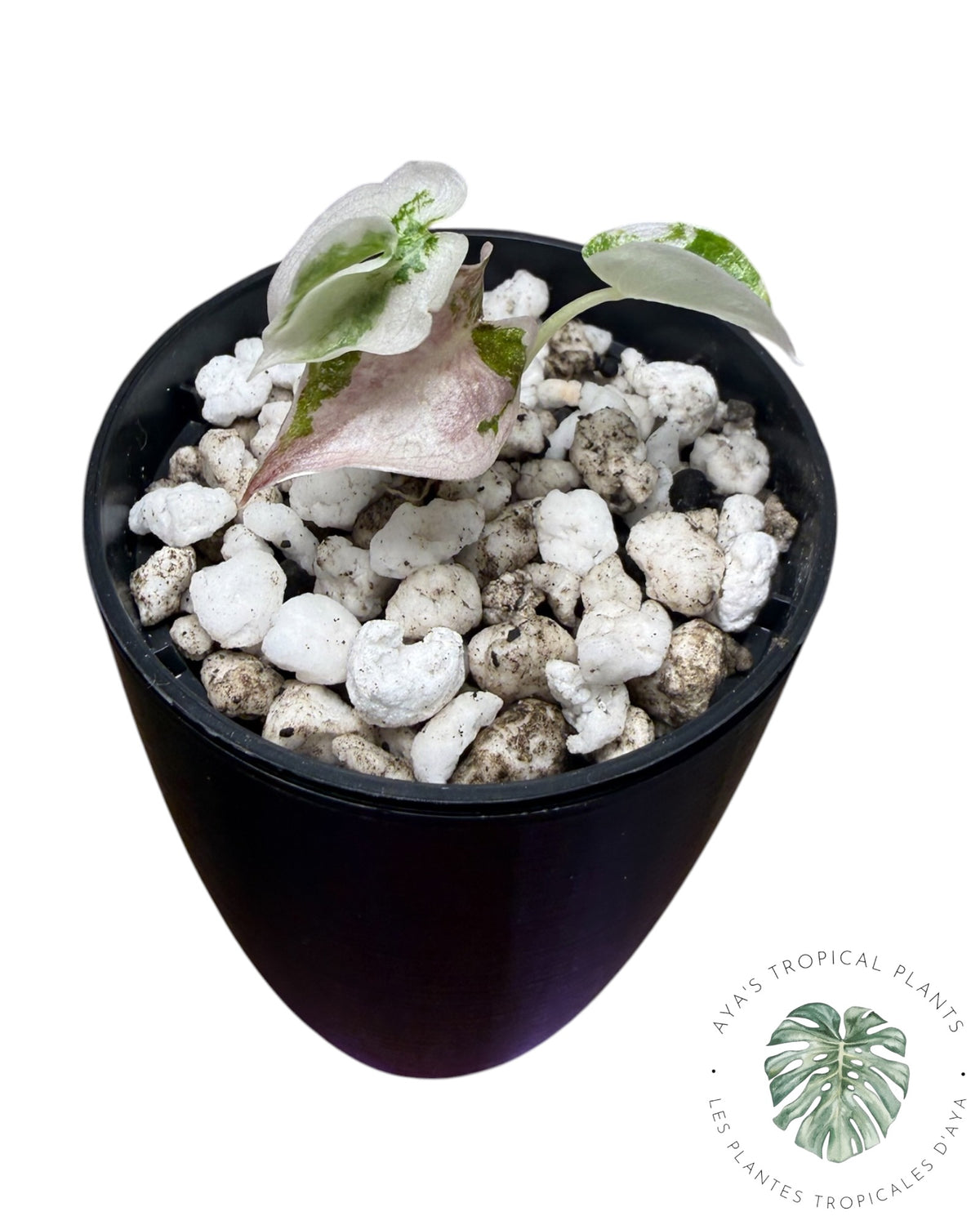 Alocasia Cuprea Pink Albo Variegated