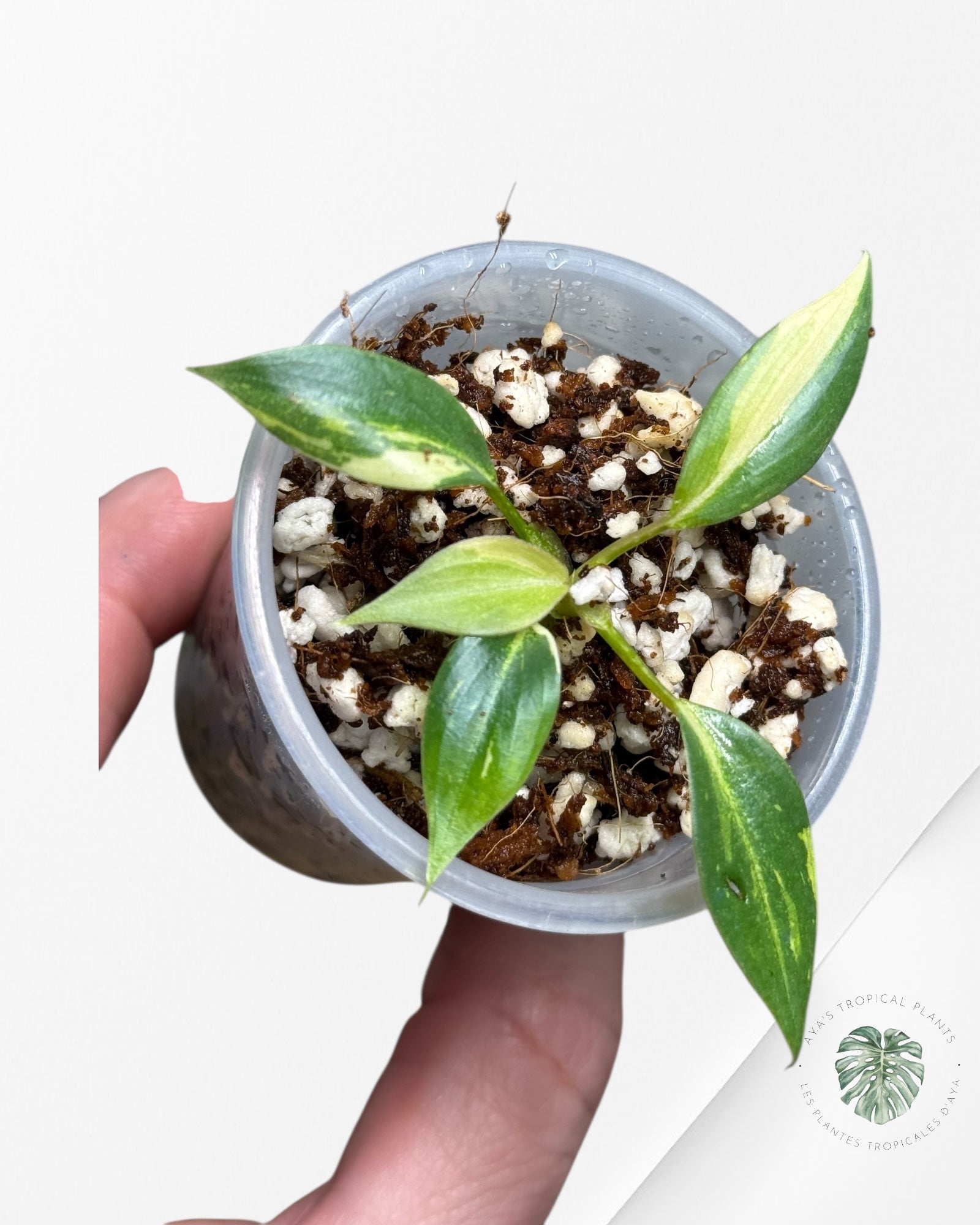 Philodendron Gloriosum Variegated| Rare Tc Plant| Aya’s Tropical Plants