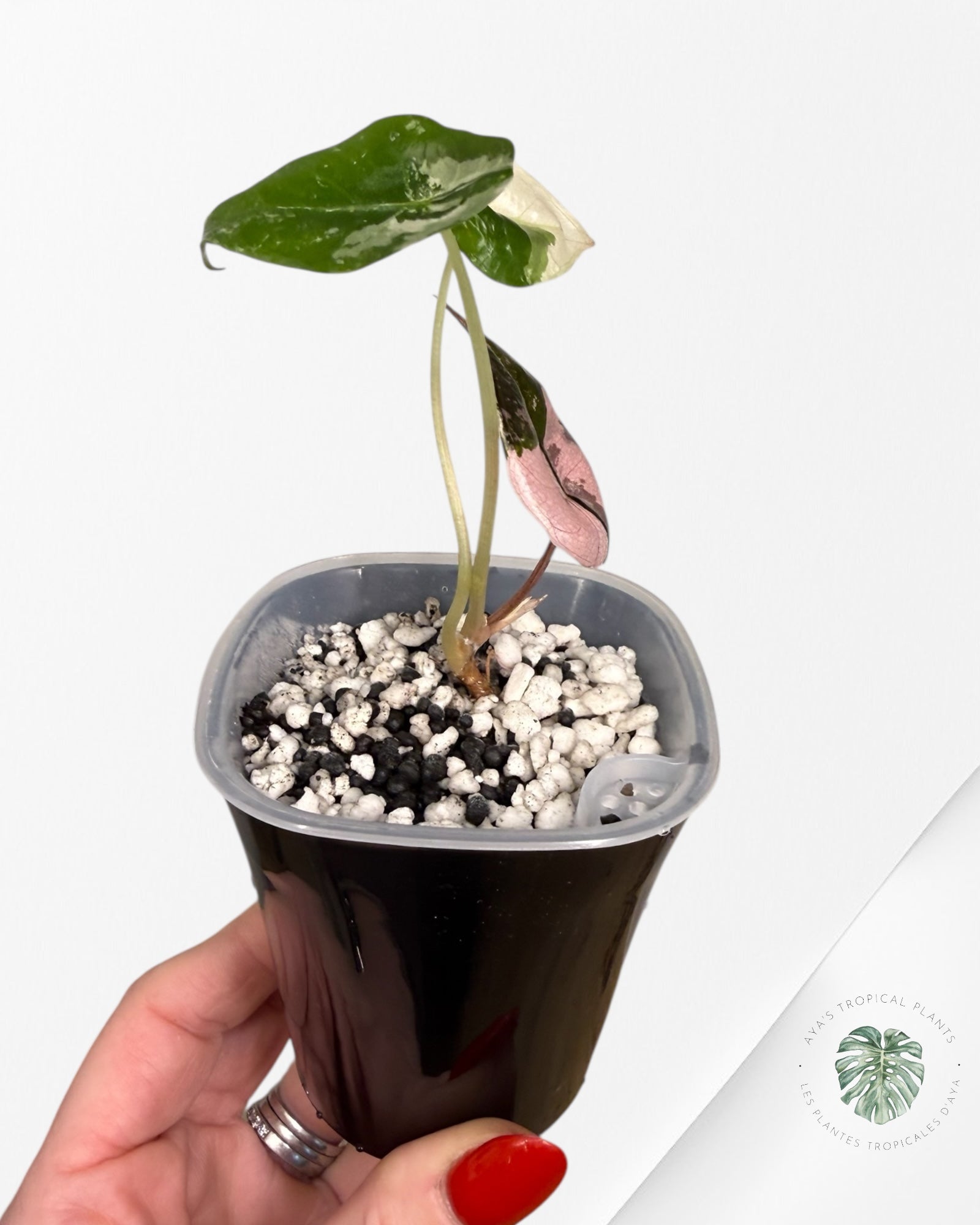 Alocasia Chantrieri Pink Variegated