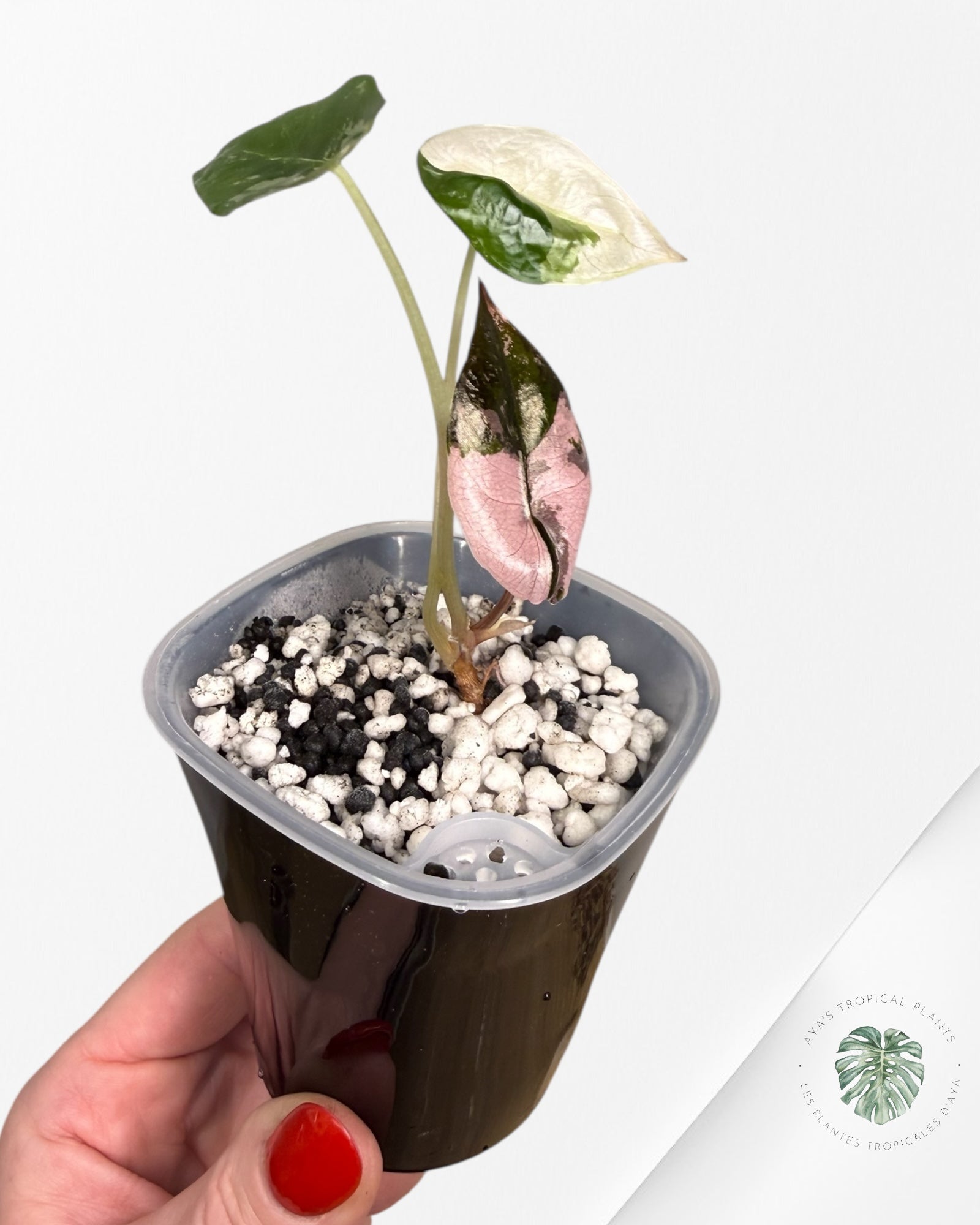 Alocasia Chantrieri rose panaché