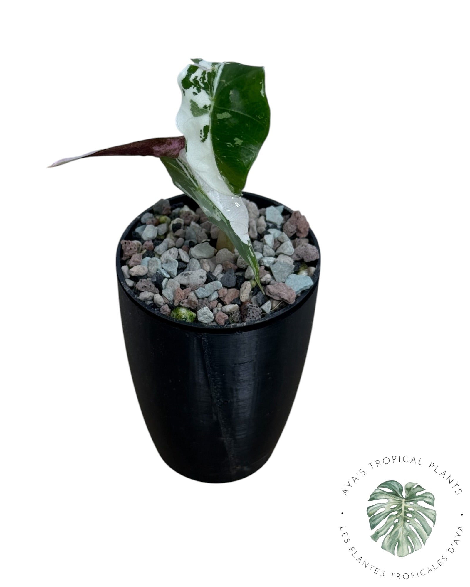 Alocasia Polly Pink Snowflake