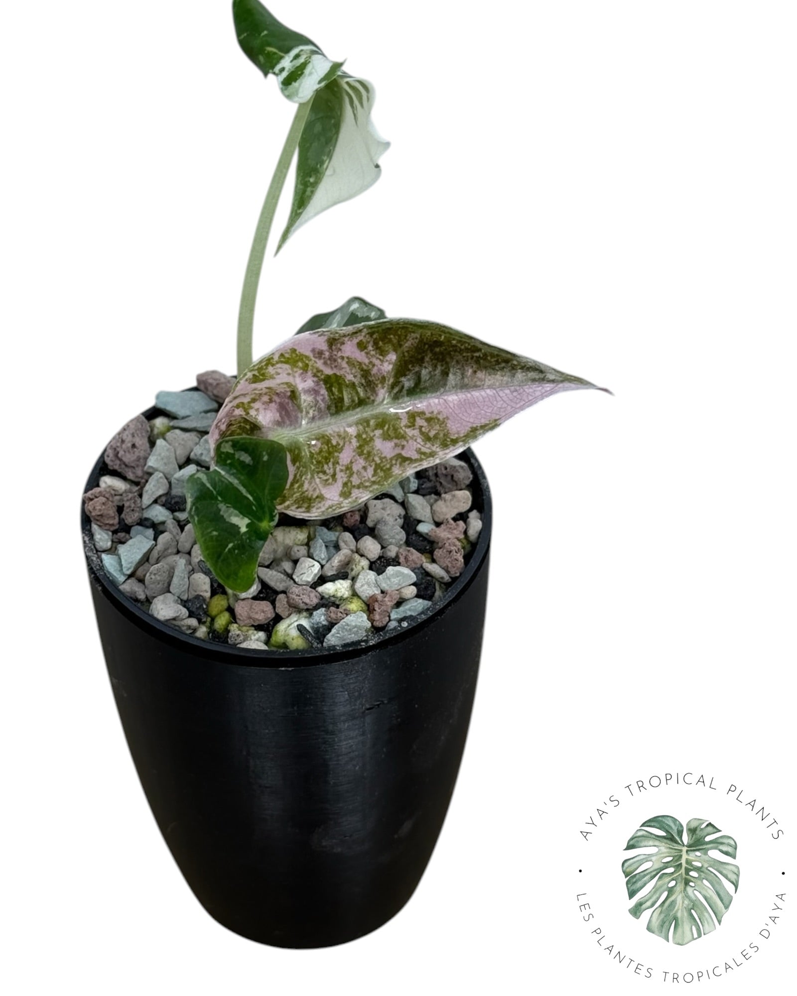 Alocasia Polly Pink Snowflake