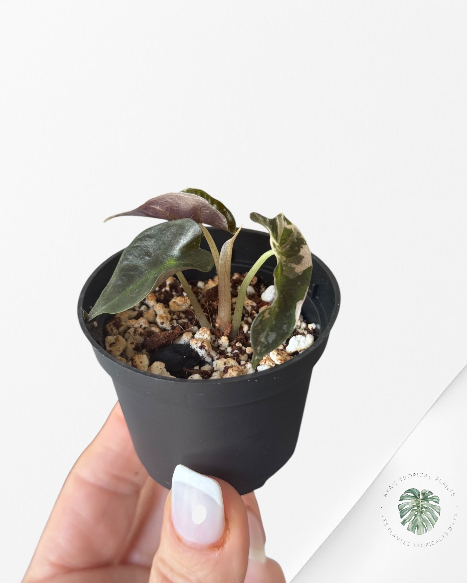 Alocasia Polly Variegata (Pink A Grade)- T3
