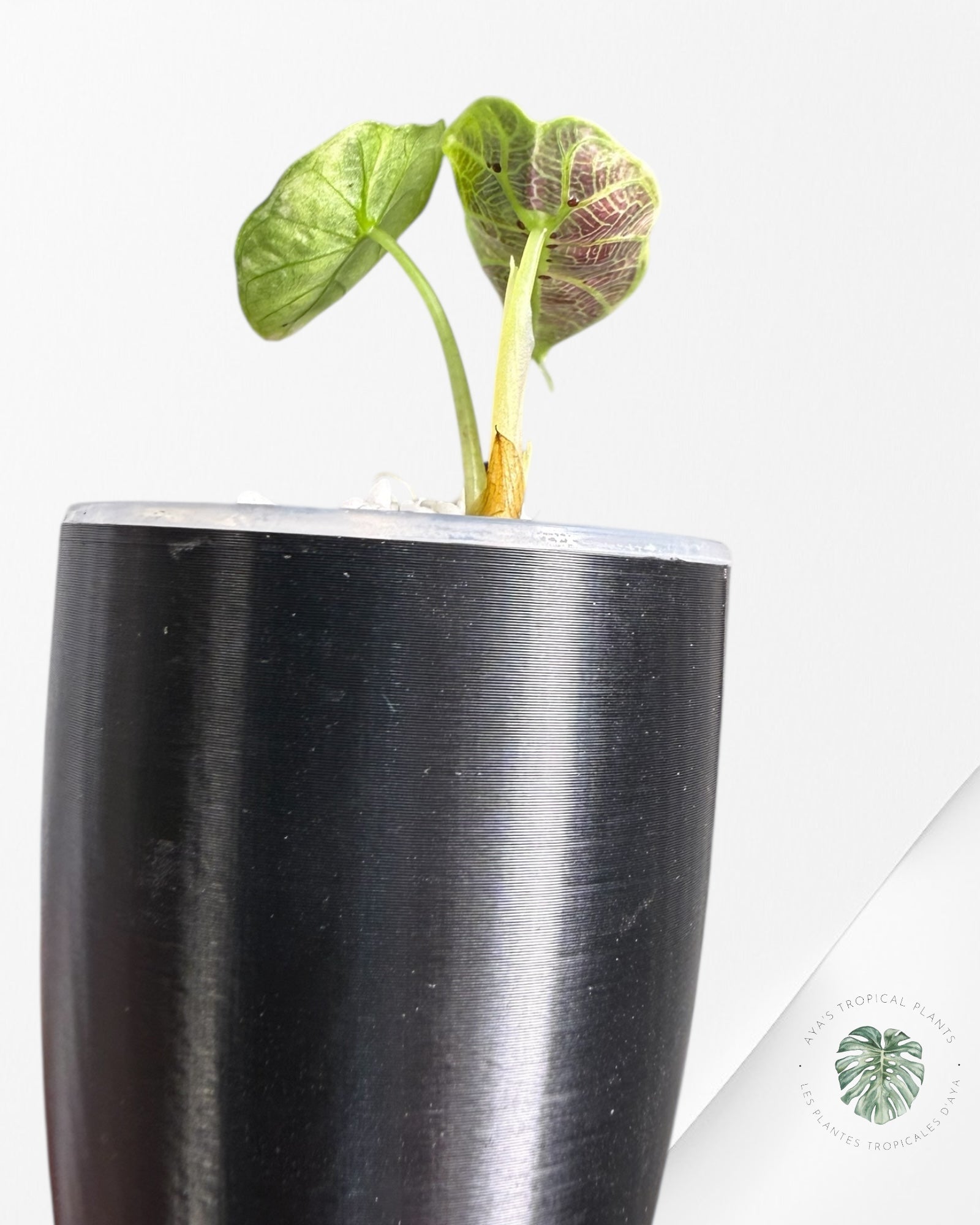 Alocasia Watsoniana Doff. Rose panaché