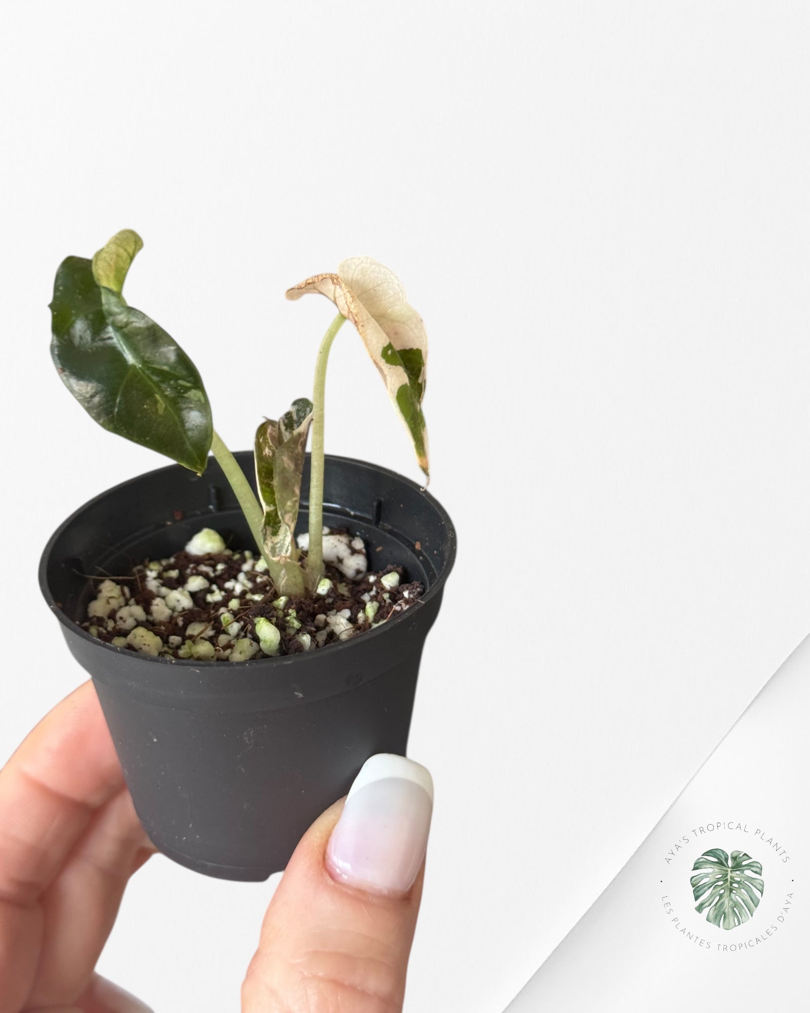 Alocasia Polly Variegata (Pink A Grade)- T43