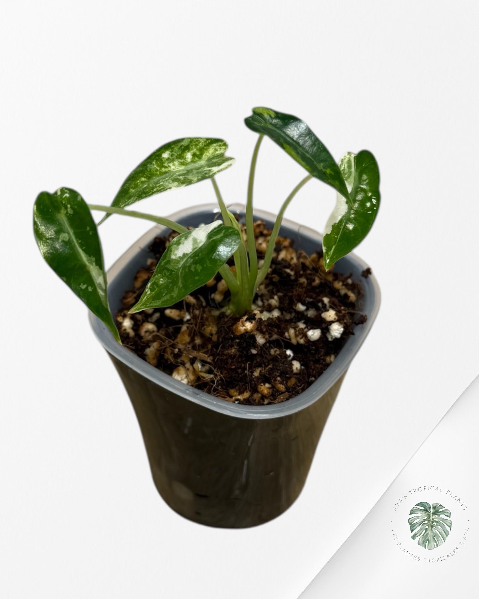 Alocasia Bambino Albo & Aurea Variegated