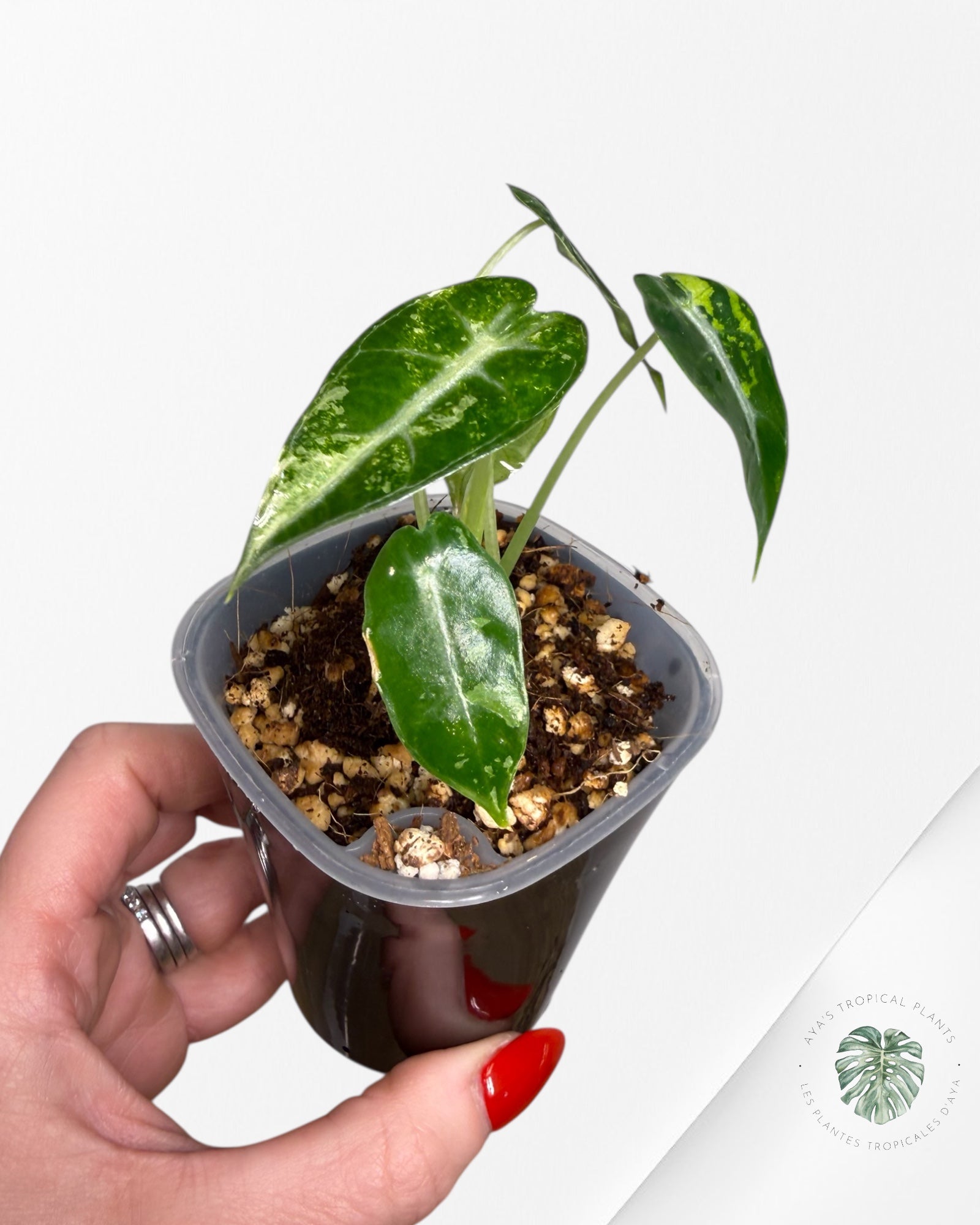 Alocasia Bambino Albo & Aurea Variegated