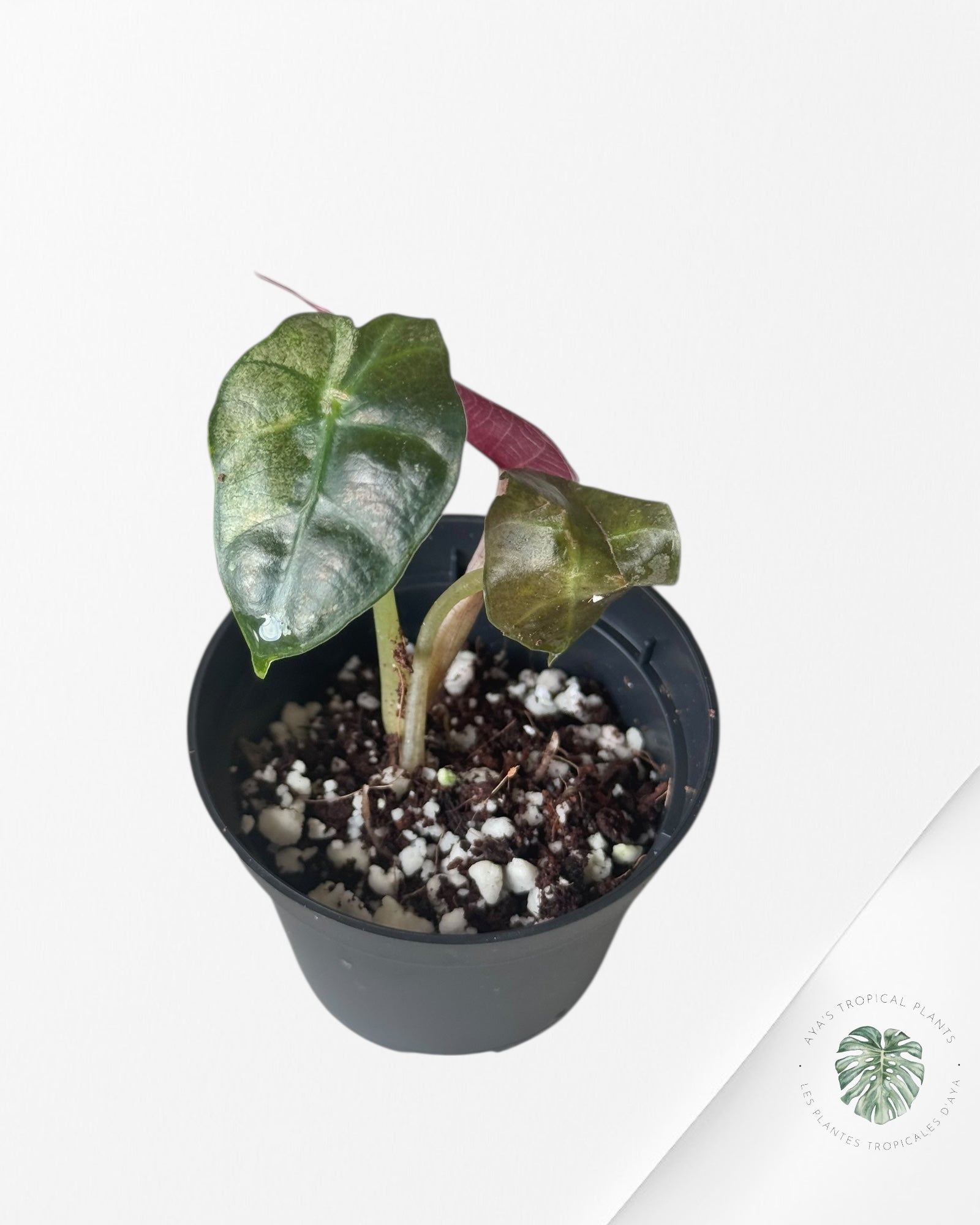 Alocasia Polly Variegata (Pink A Grade)- T53