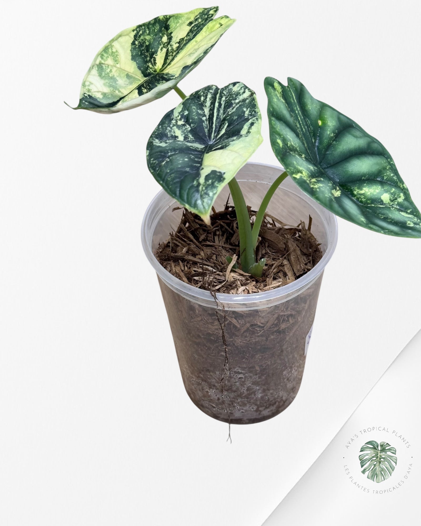 Alocasia baginda 'Dragon Scale' (Haute panachure)-ABDS2