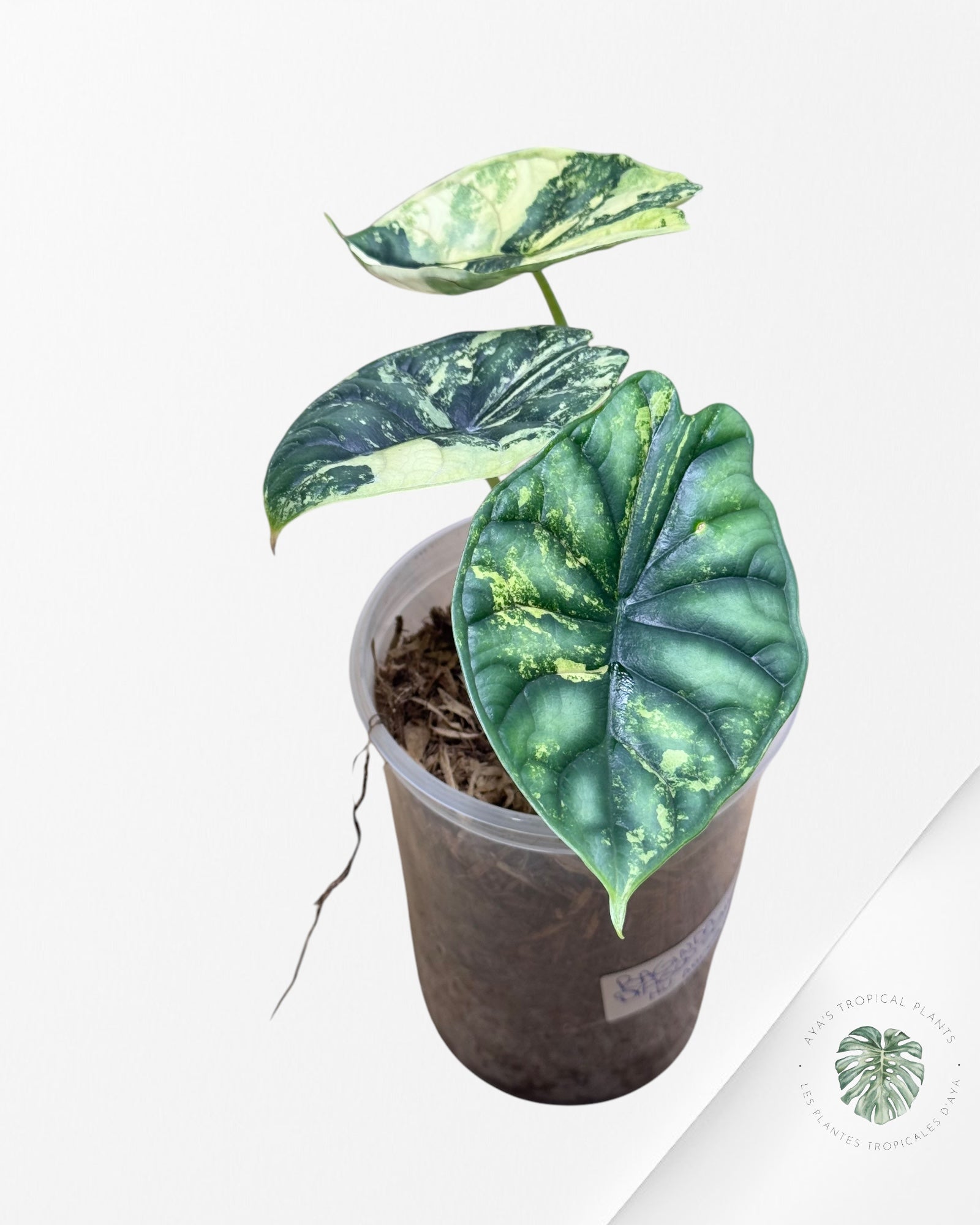 Alocasia baginda 'Dragon Scale' (Haute panachure)-ABDS2